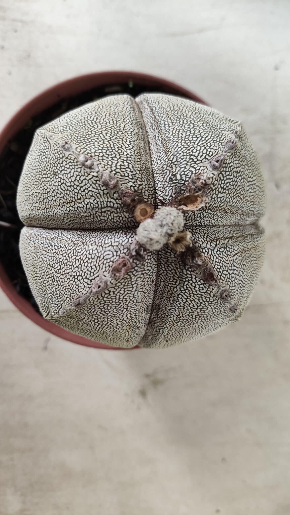 ASTROPHYTUM MYRIOSTIGMA Onzuka "4 QUINAS" Nº 668 – vaso 11