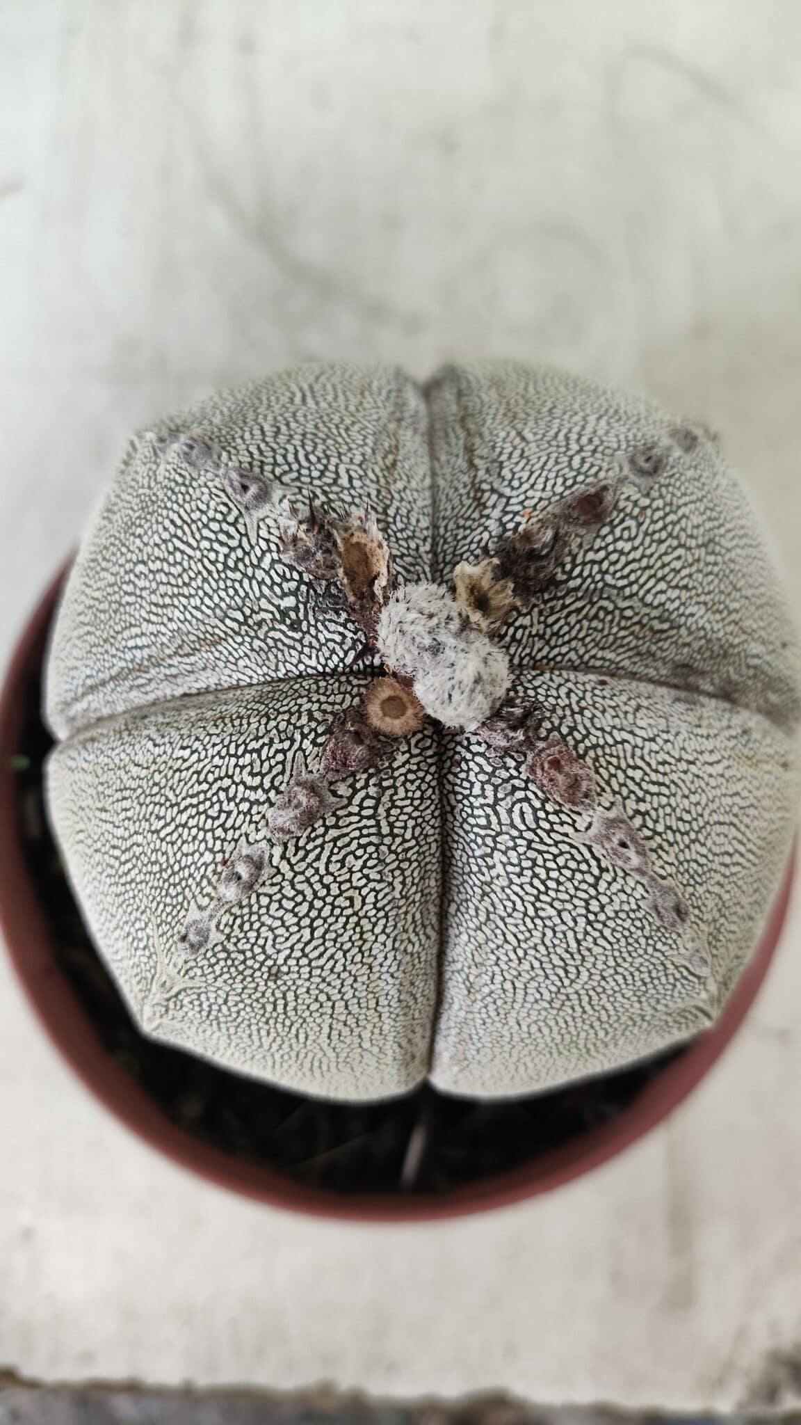 ASTROPHYTUM MYRIOSTIGMA Onzuka "4 QUINAS" Nº 668 – vaso 11