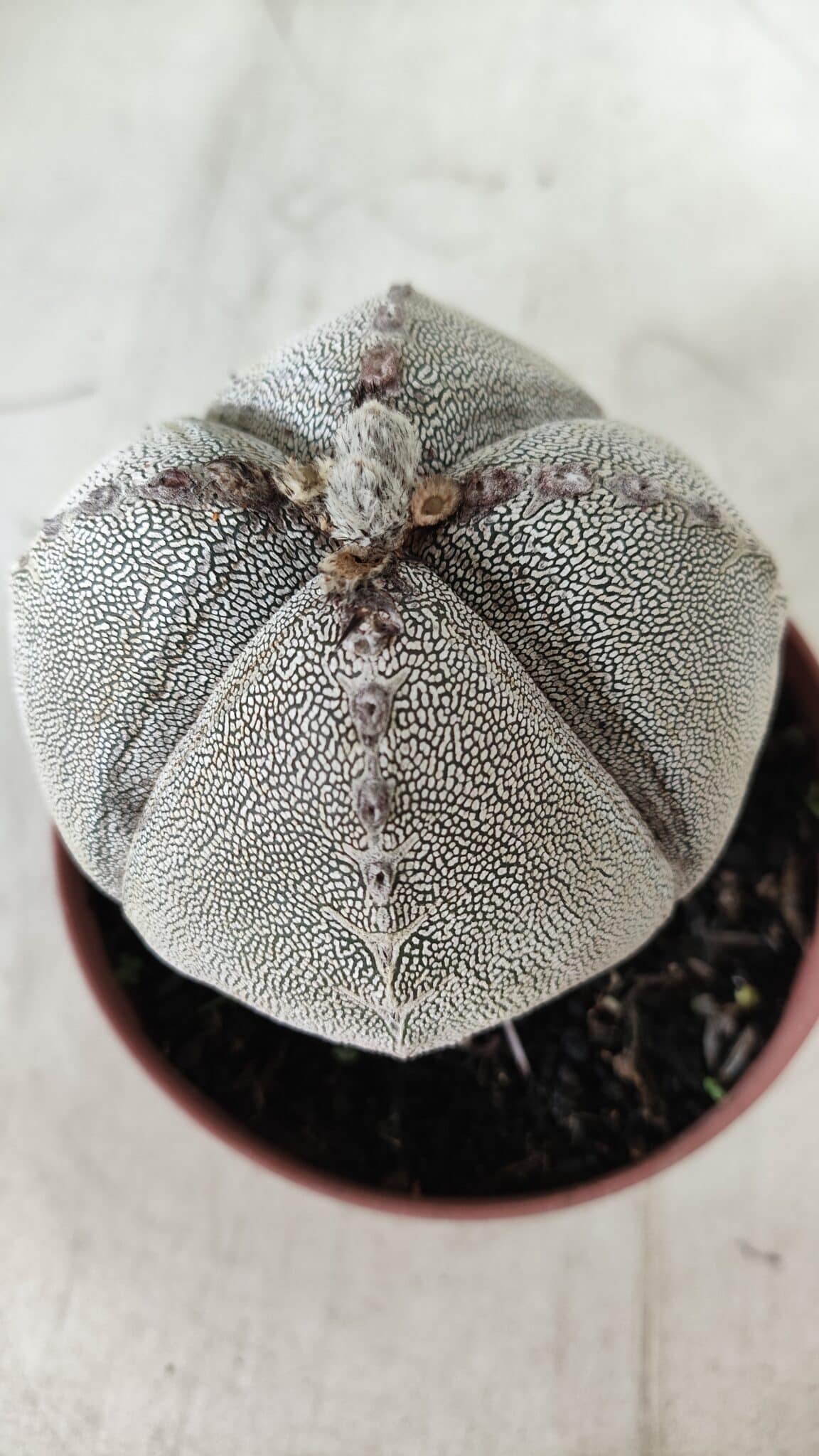 ASTROPHYTUM MYRIOSTIGMA Onzuka "4 QUINAS" Nº 668 – vaso 11
