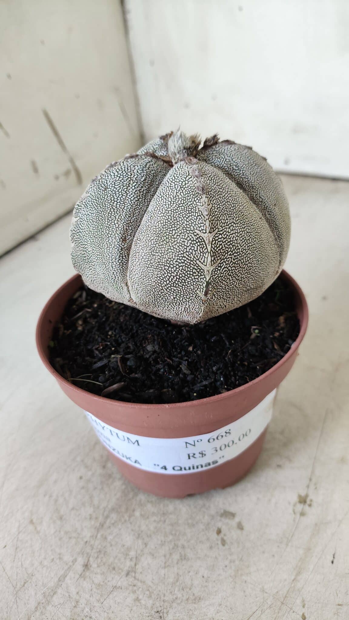 ASTROPHYTUM MYRIOSTIGMA Onzuka "4 QUINAS" Nº 668 – vaso 11