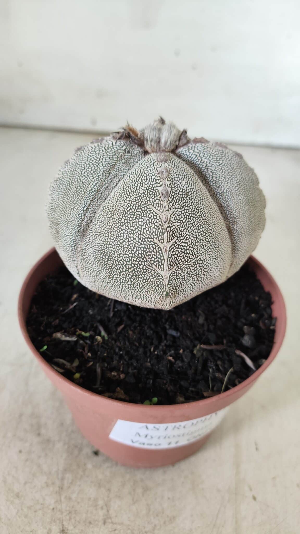 ASTROPHYTUM MYRIOSTIGMA Onzuka "4 QUINAS" Nº 668 – vaso 11