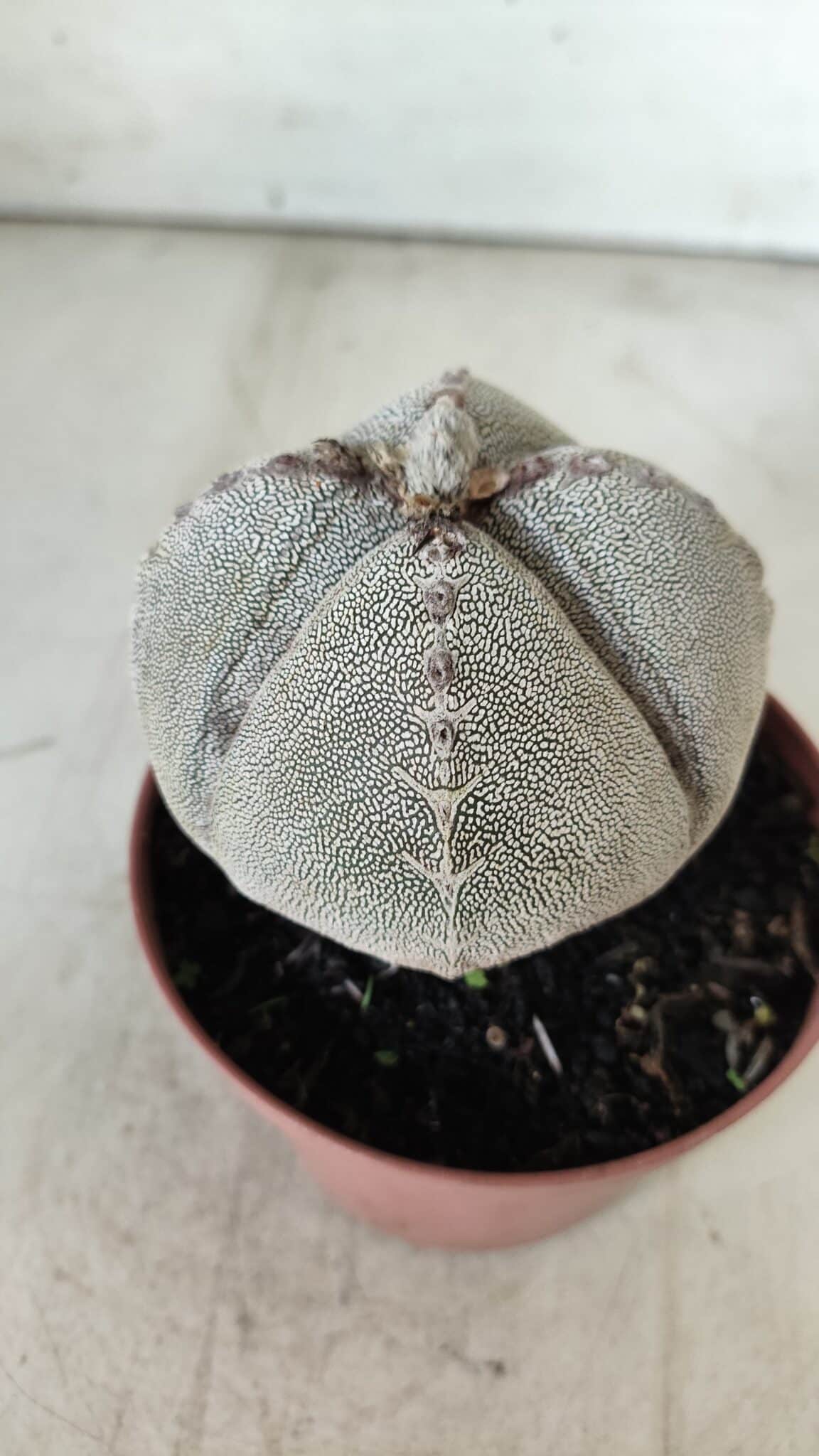 ASTROPHYTUM MYRIOSTIGMA Onzuka "4 QUINAS" Nº 668 – vaso 11