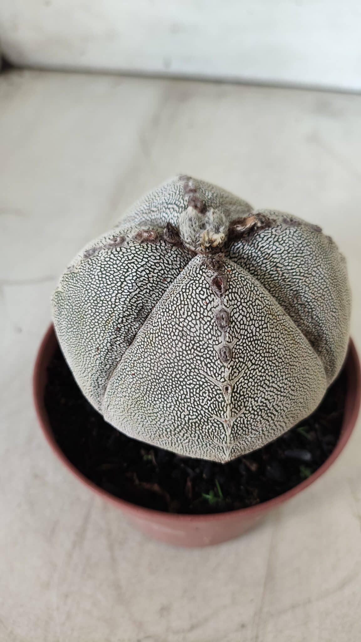 ASTROPHYTUM MYRIOSTIGMA Onzuka "4 QUINAS" Nº 668 – vaso 11
