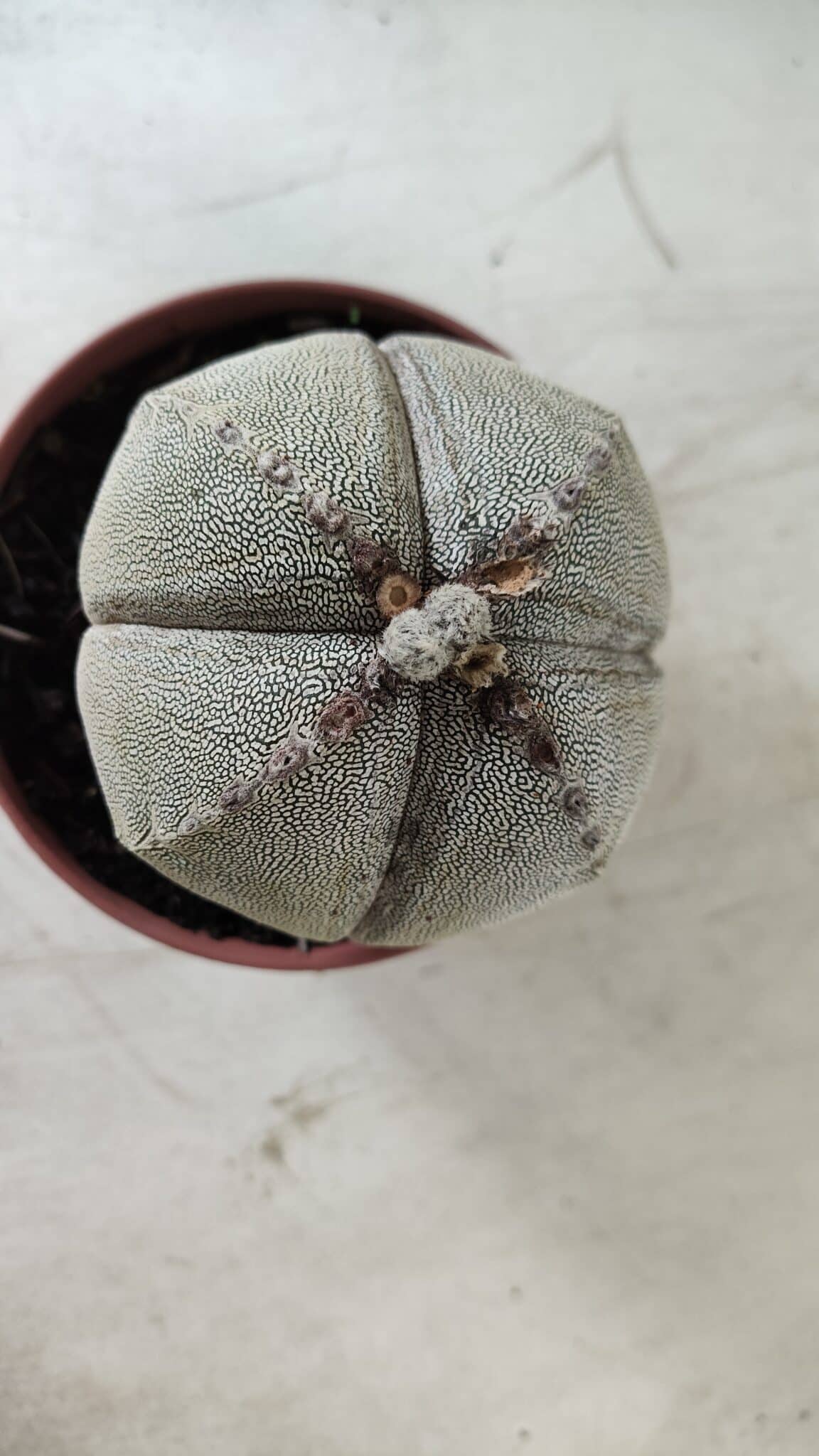 ASTROPHYTUM MYRIOSTIGMA Onzuka "4 QUINAS" Nº 668 – vaso 11