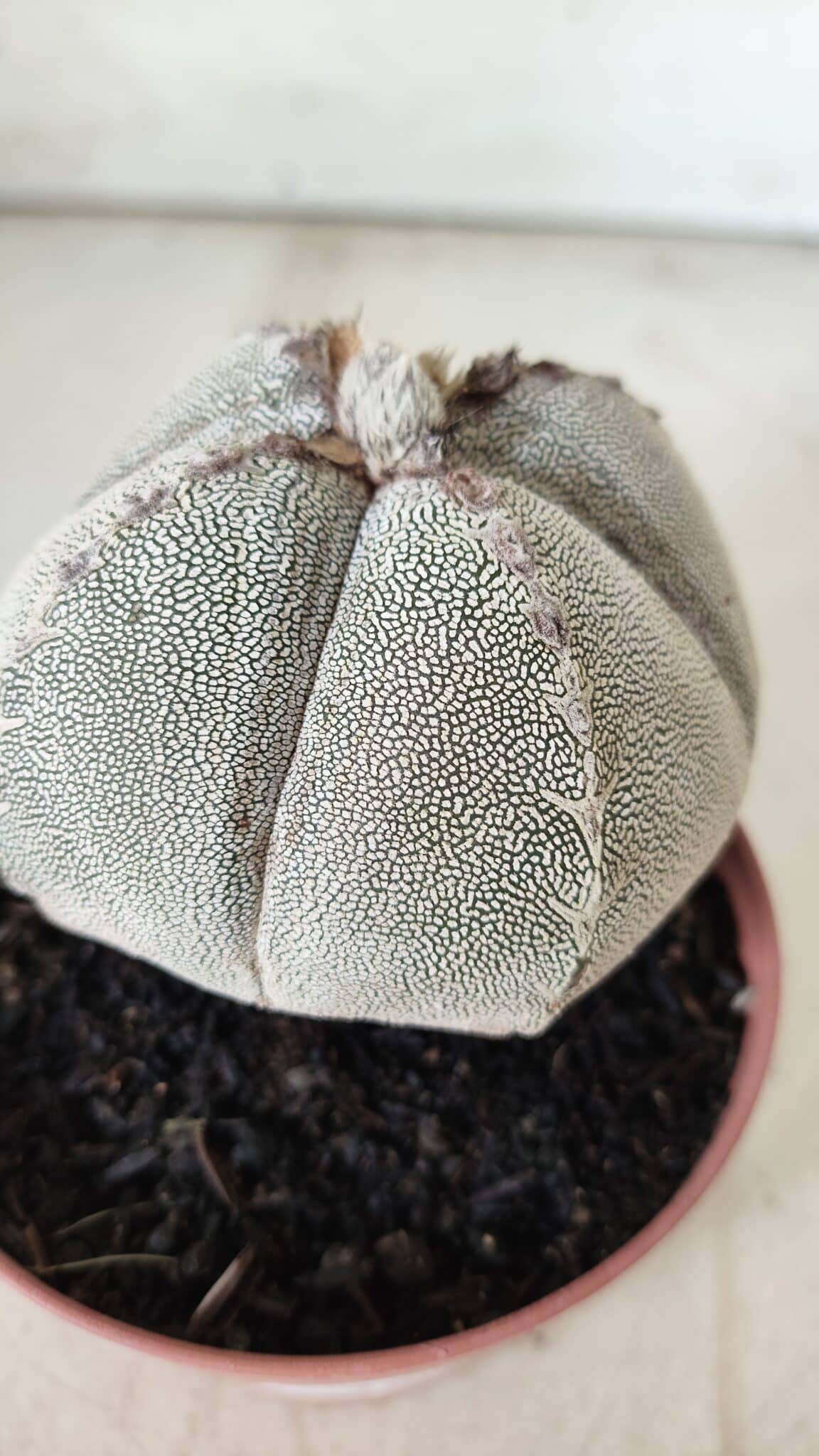 ASTROPHYTUM MYRIOSTIGMA Onzuka "4 QUINAS" Nº 668 – vaso 11