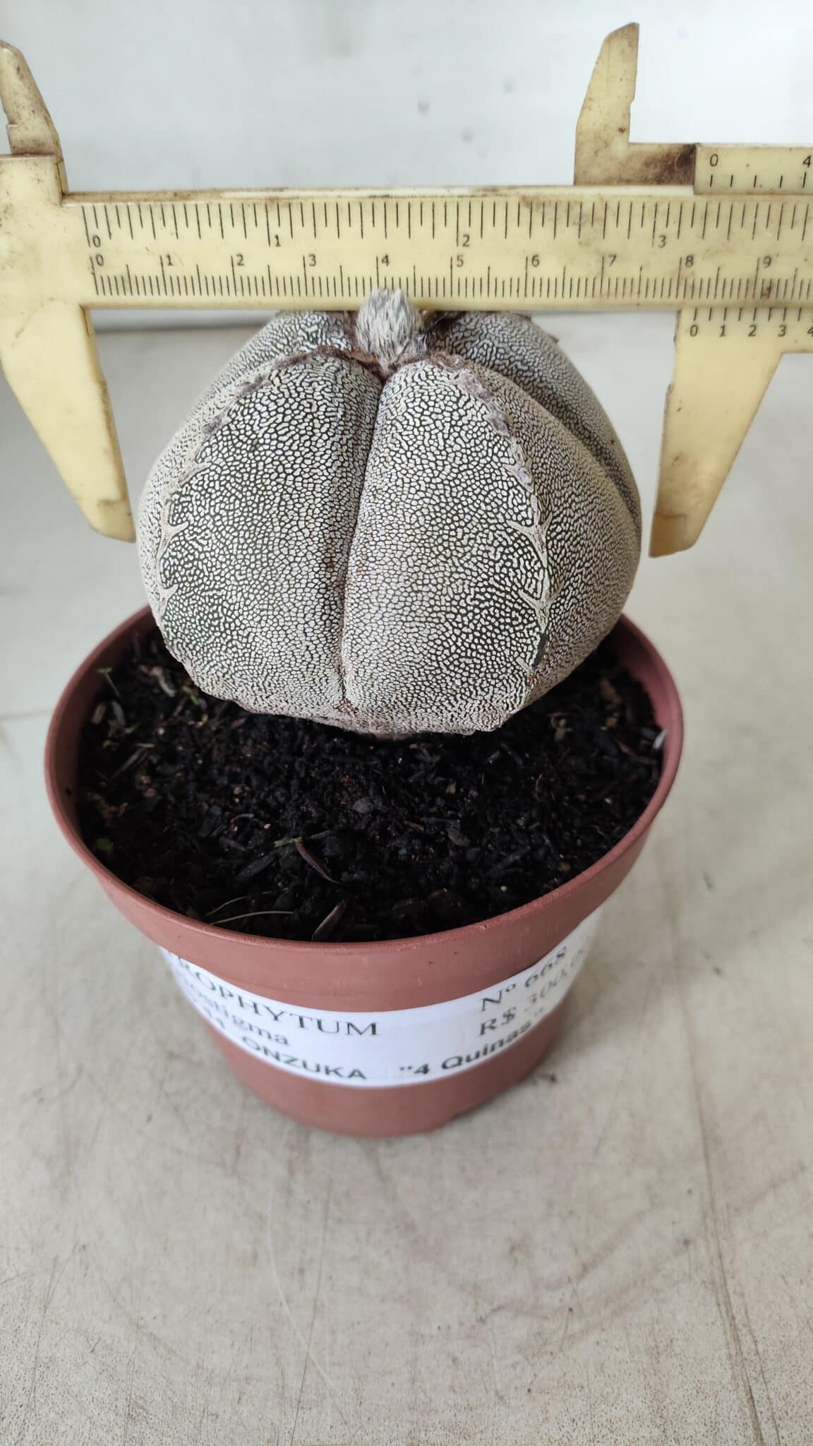 ASTROPHYTUM MYRIOSTIGMA Onzuka "4 QUINAS" Nº 668 – vaso 11