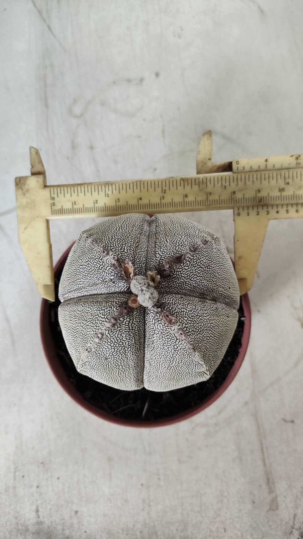 ASTROPHYTUM MYRIOSTIGMA Onzuka "4 QUINAS" Nº 668 – vaso 11