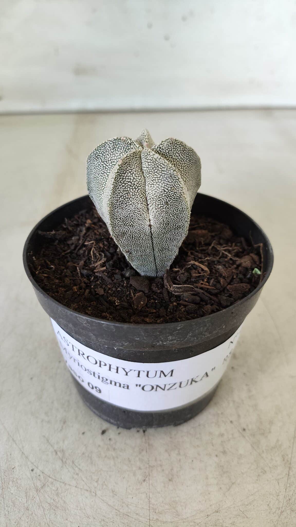 ASTROPHYTUM MYRIOSTIGMA Onzuka  Nº 462 – vaso 09