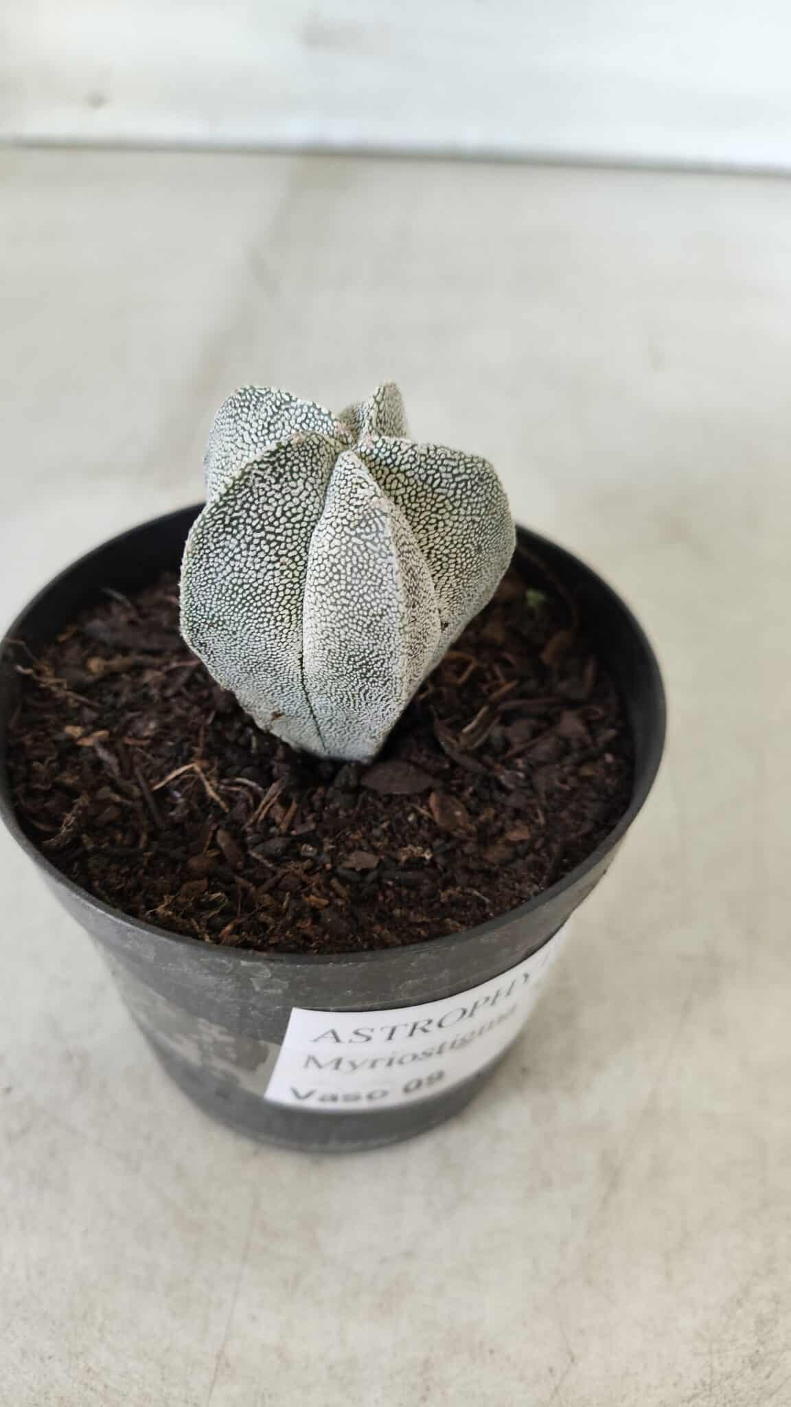 ASTROPHYTUM MYRIOSTIGMA Onzuka  Nº 462 – vaso 09