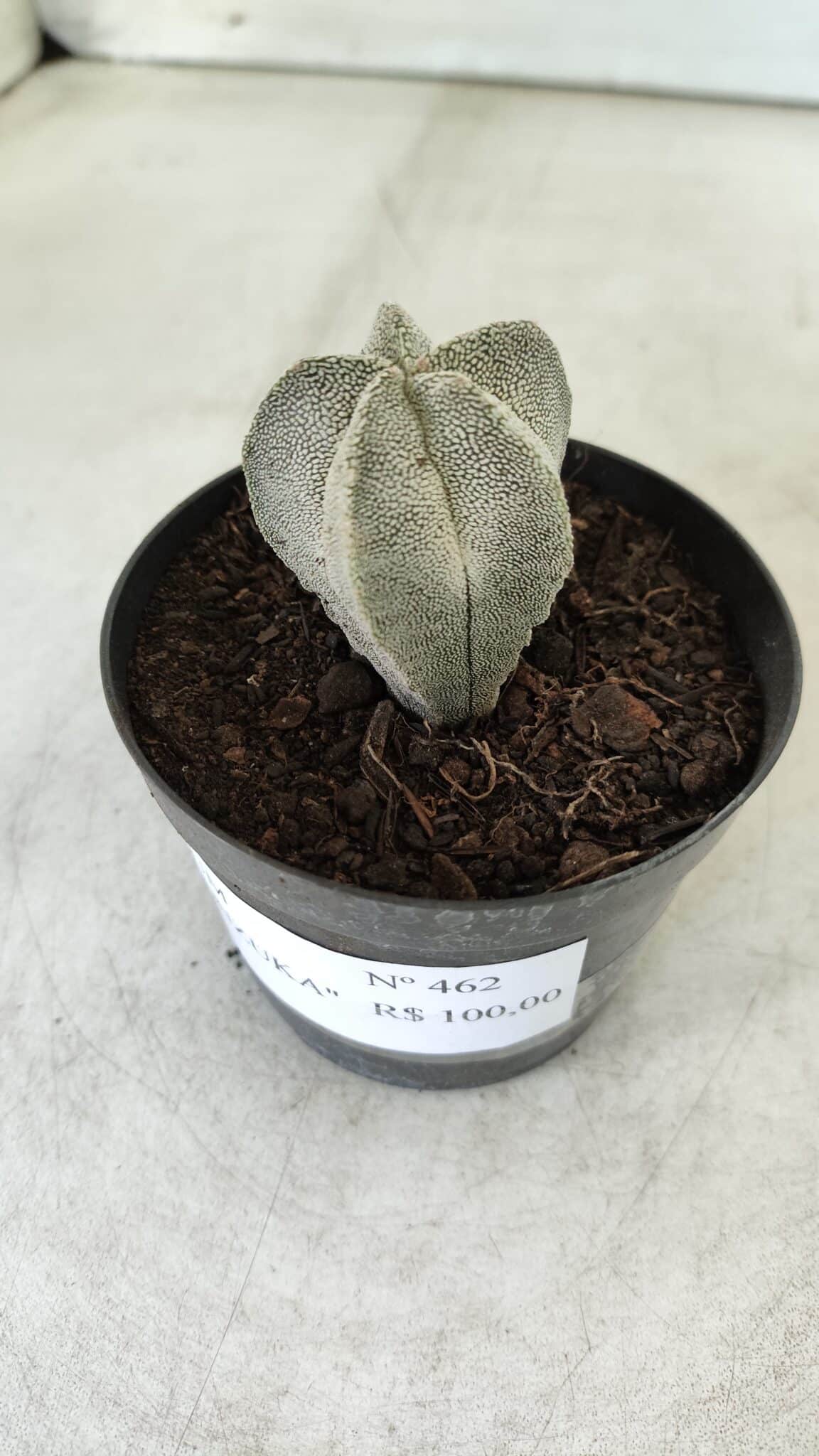 ASTROPHYTUM MYRIOSTIGMA Onzuka  Nº 462 – vaso 09