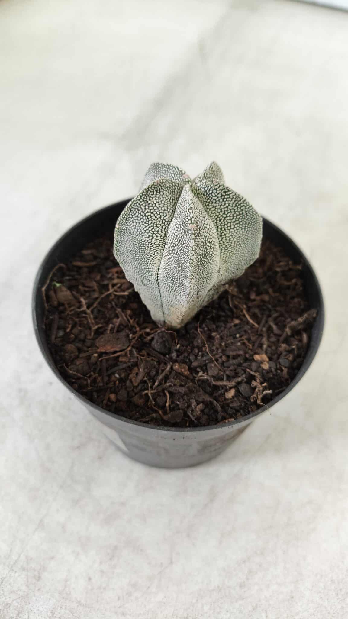 ASTROPHYTUM MYRIOSTIGMA Onzuka  Nº 462 – vaso 09