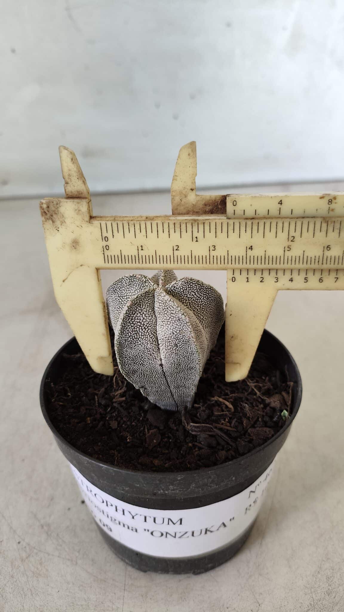 ASTROPHYTUM MYRIOSTIGMA Onzuka  Nº 462 – vaso 09