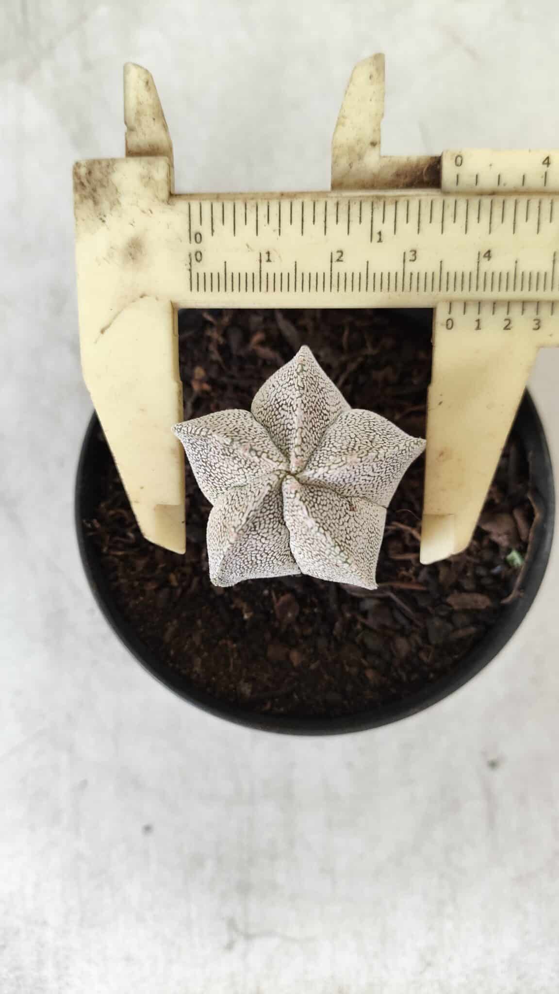 ASTROPHYTUM MYRIOSTIGMA Onzuka  Nº 462 – vaso 09
