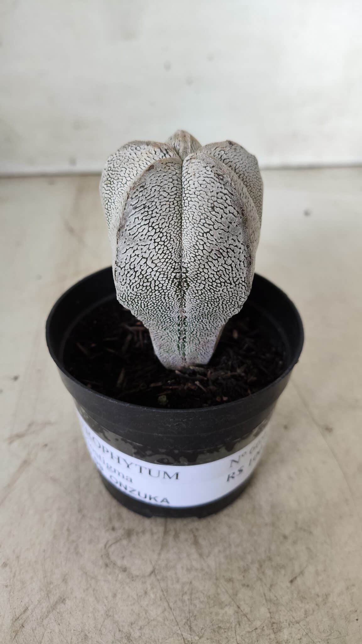 ASTROPHYTUM MYRIOSTIGMA Onzuka  Nº 669 – vaso 09