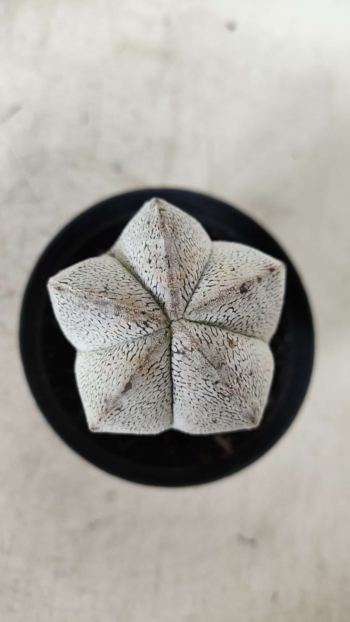 ASTROPHYTUM MYRIOSTIGMA Onzuka  Nº 669 – vaso 09