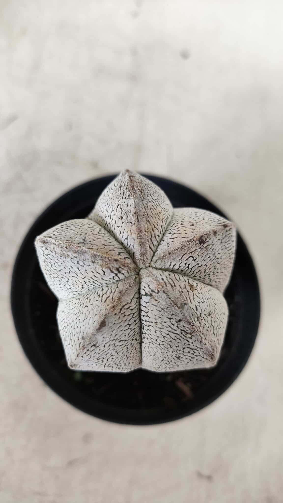 ASTROPHYTUM MYRIOSTIGMA Onzuka  Nº 669 – vaso 09
