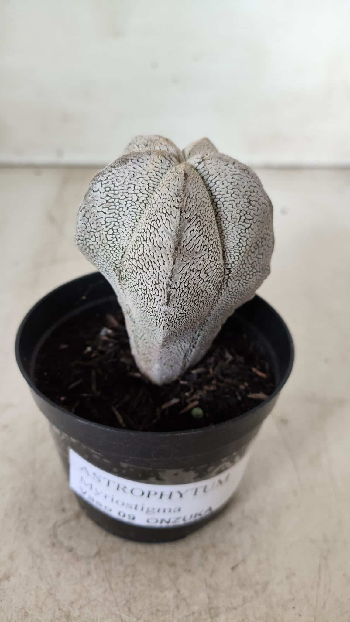 ASTROPHYTUM MYRIOSTIGMA Onzuka  Nº 669 – vaso 09