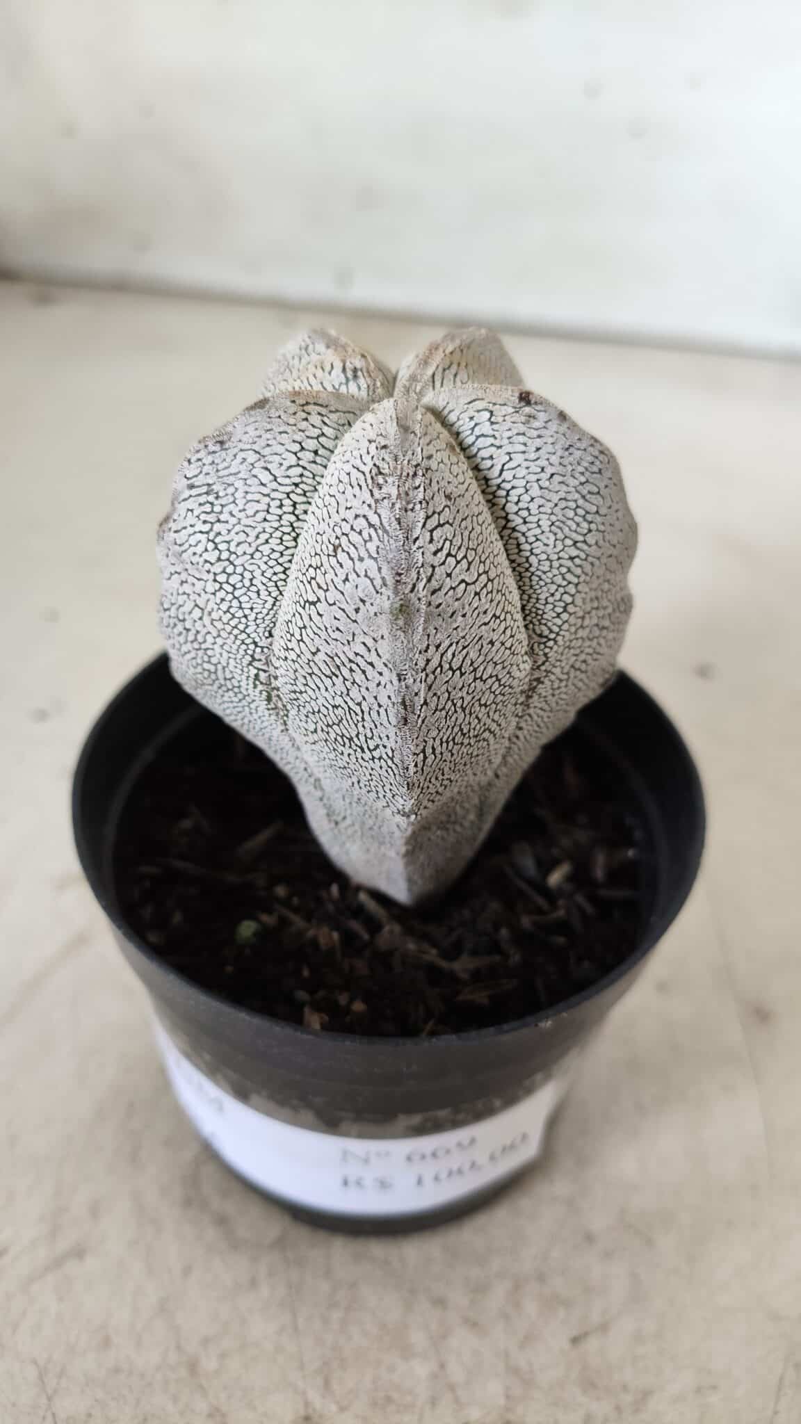 ASTROPHYTUM MYRIOSTIGMA Onzuka  Nº 669 – vaso 09