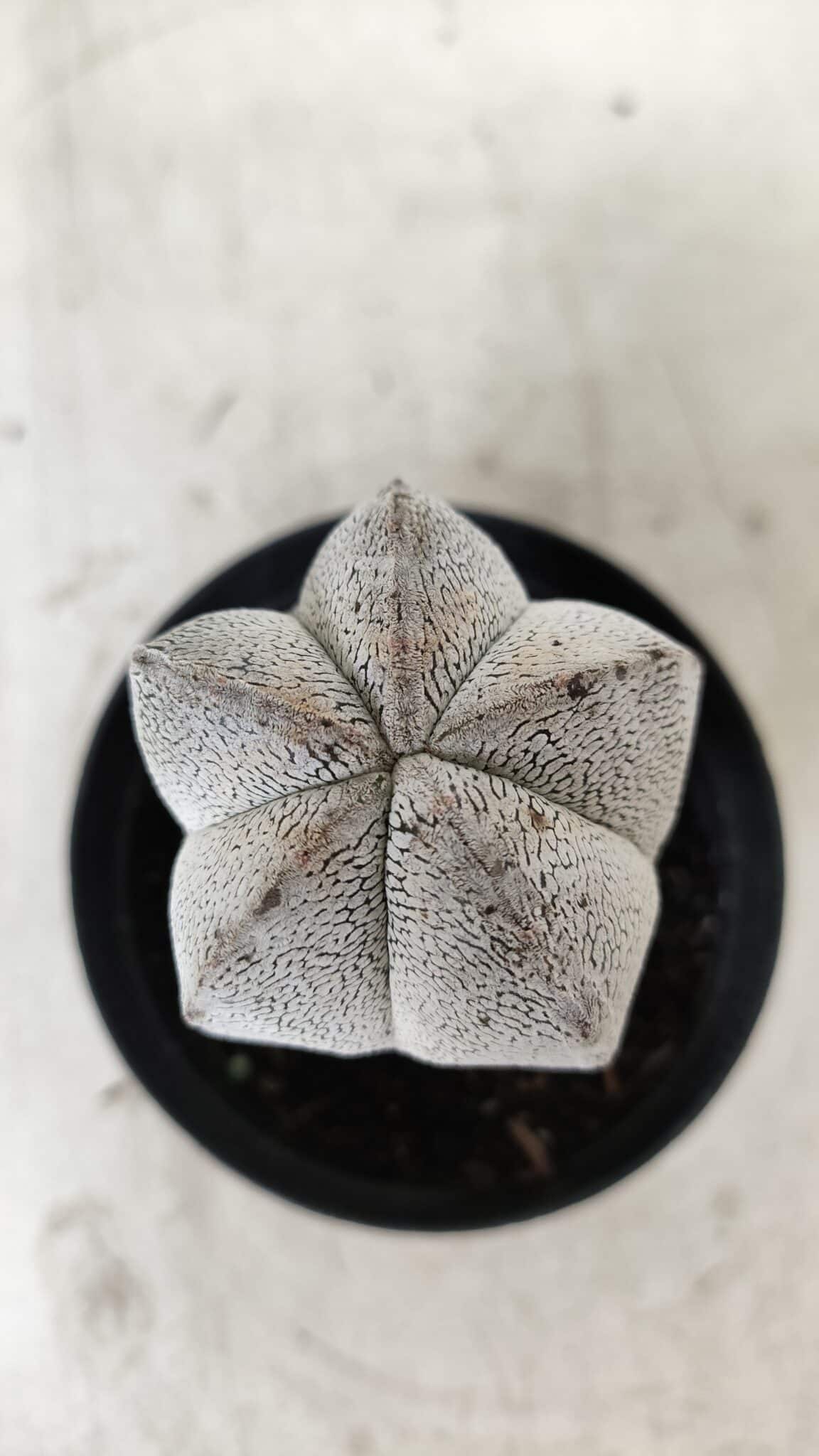 ASTROPHYTUM MYRIOSTIGMA Onzuka  Nº 669 – vaso 09