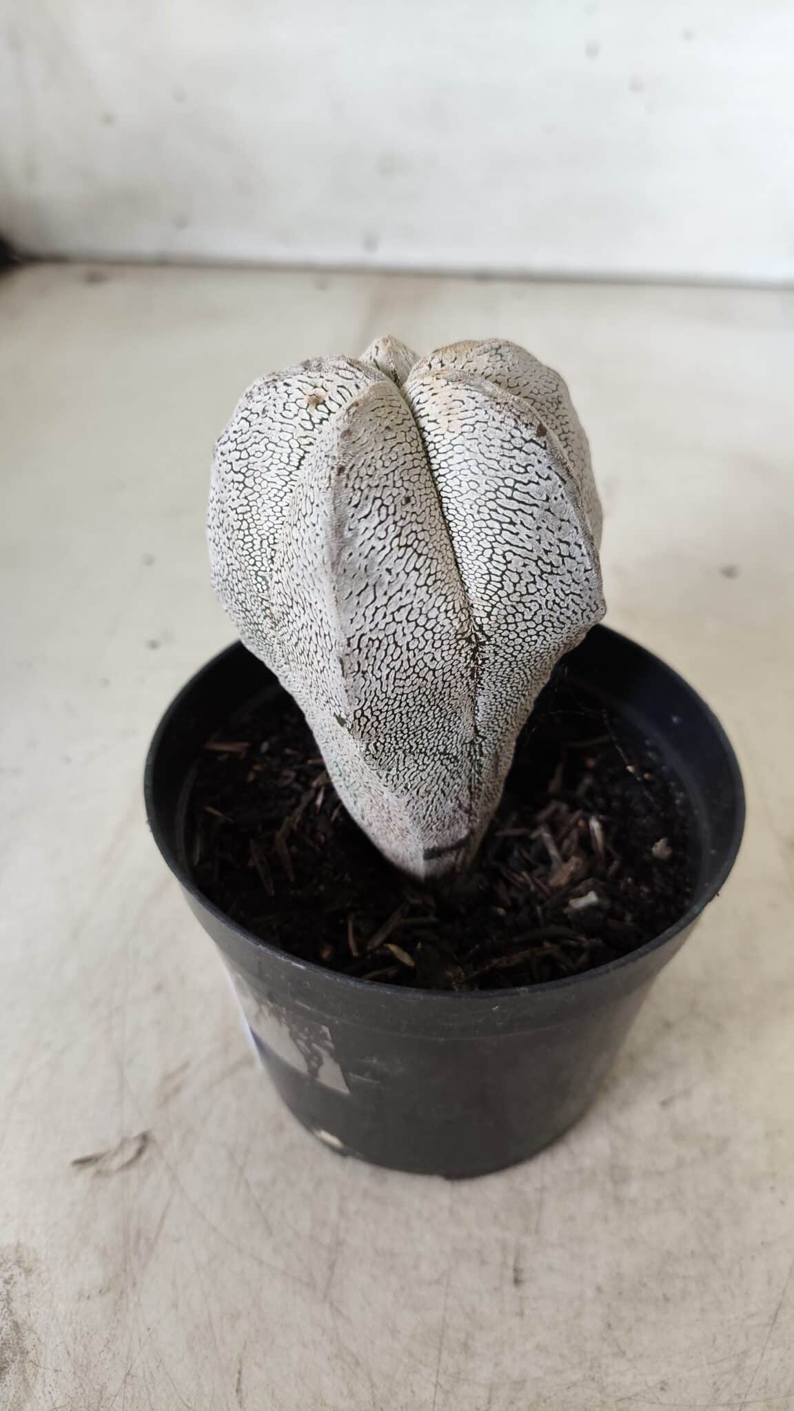 ASTROPHYTUM MYRIOSTIGMA Onzuka  Nº 669 – vaso 09