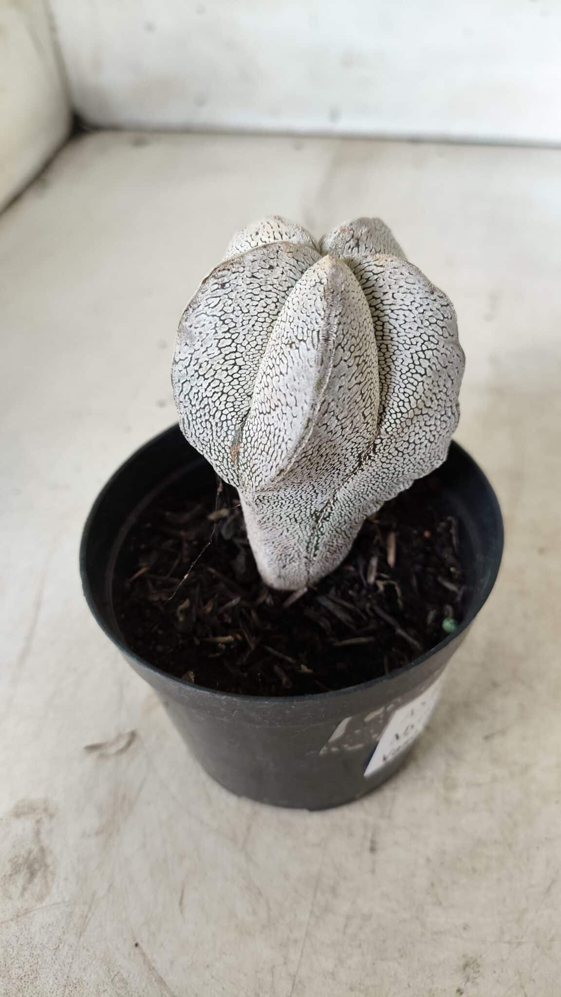 ASTROPHYTUM MYRIOSTIGMA Onzuka  Nº 669 – vaso 09