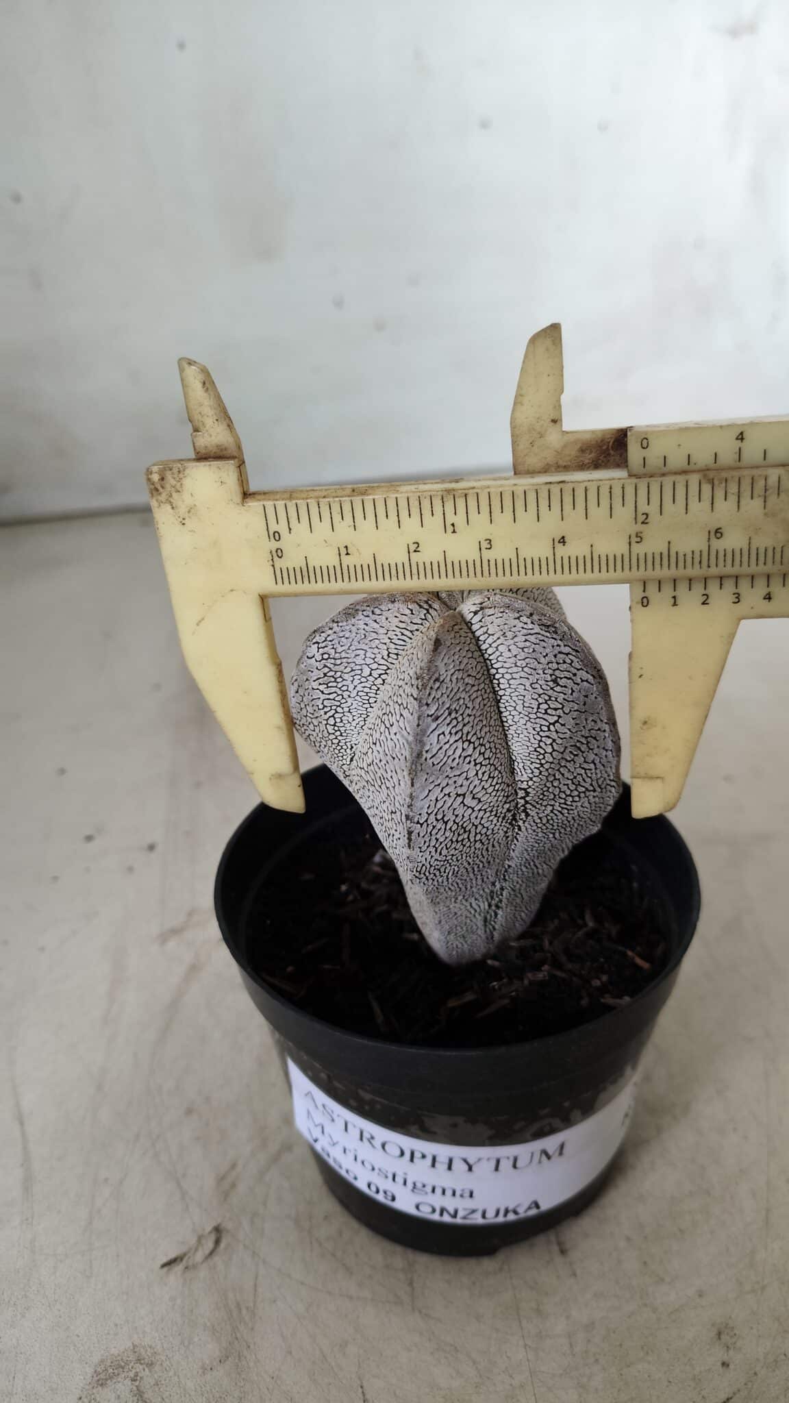 ASTROPHYTUM MYRIOSTIGMA Onzuka  Nº 669 – vaso 09