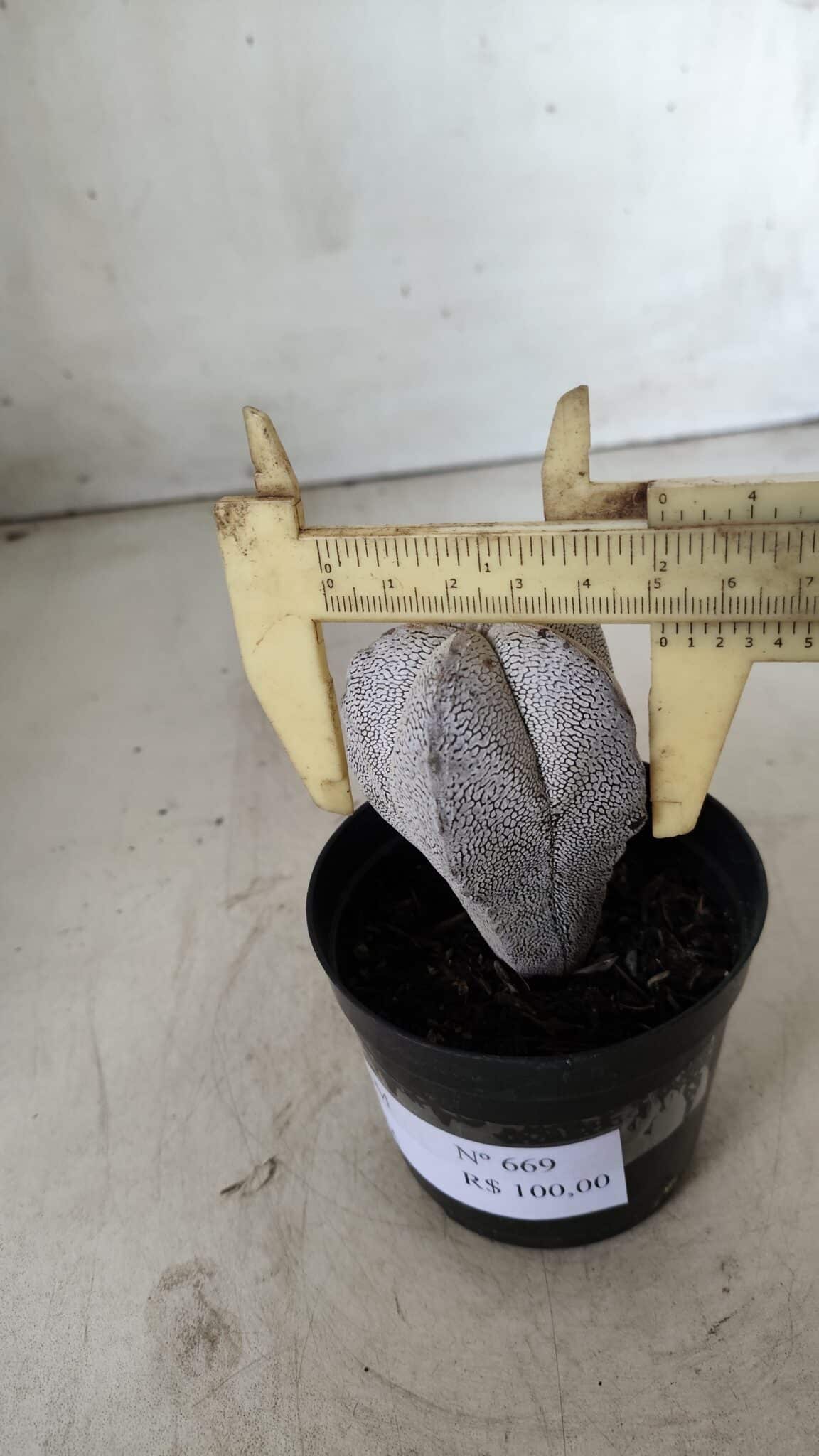 ASTROPHYTUM MYRIOSTIGMA Onzuka  Nº 669 – vaso 09