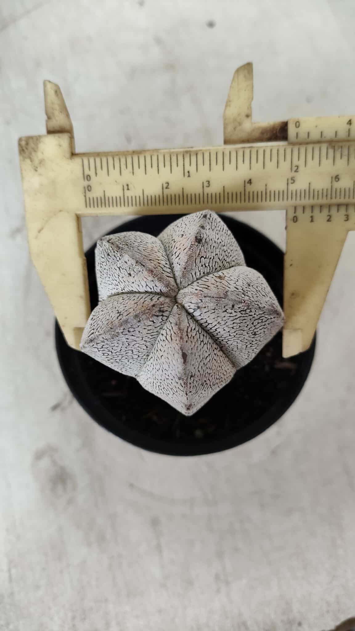 ASTROPHYTUM MYRIOSTIGMA Onzuka  Nº 669 – vaso 09