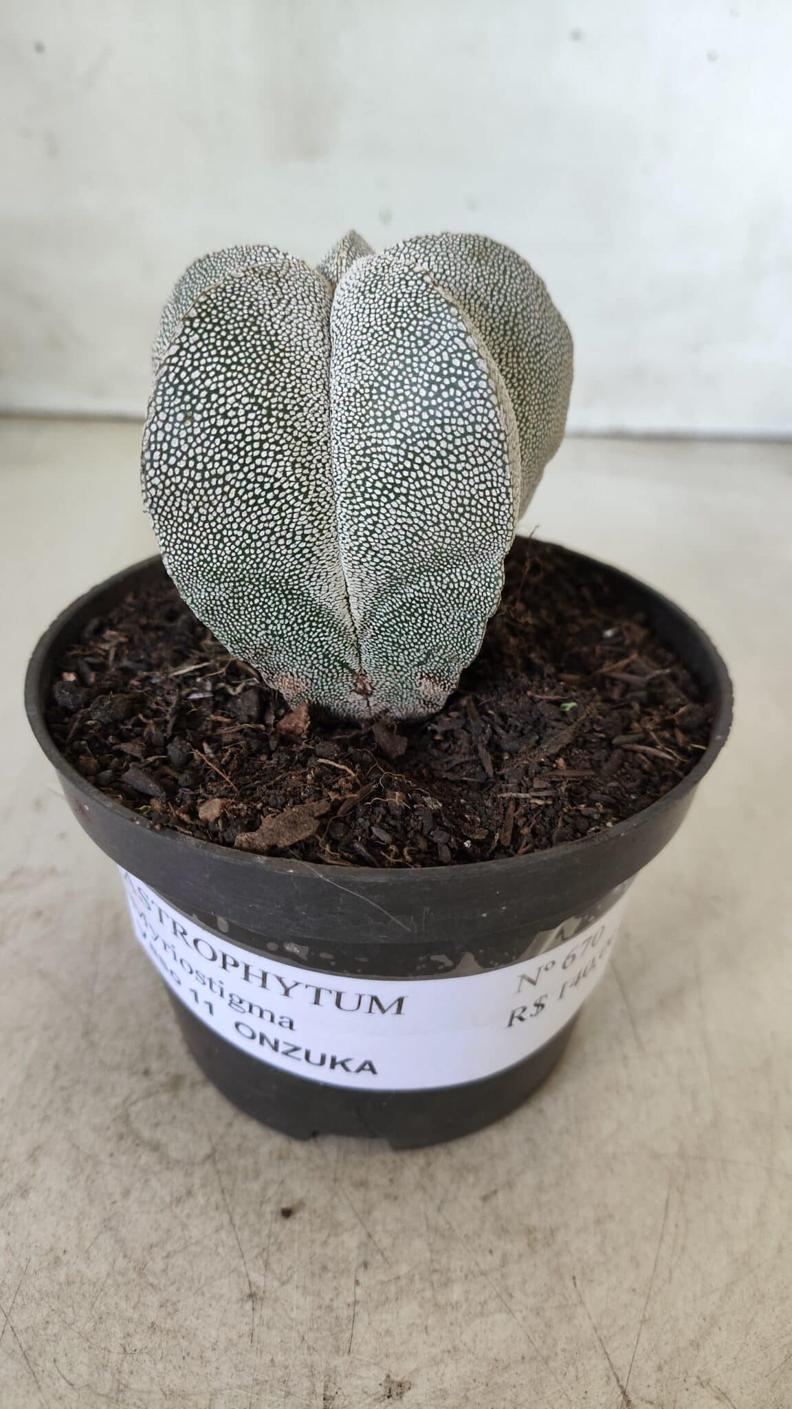 ASTROPHYTUM MYRIOSTIGMA Onzuka  Nº 670 – vaso 11