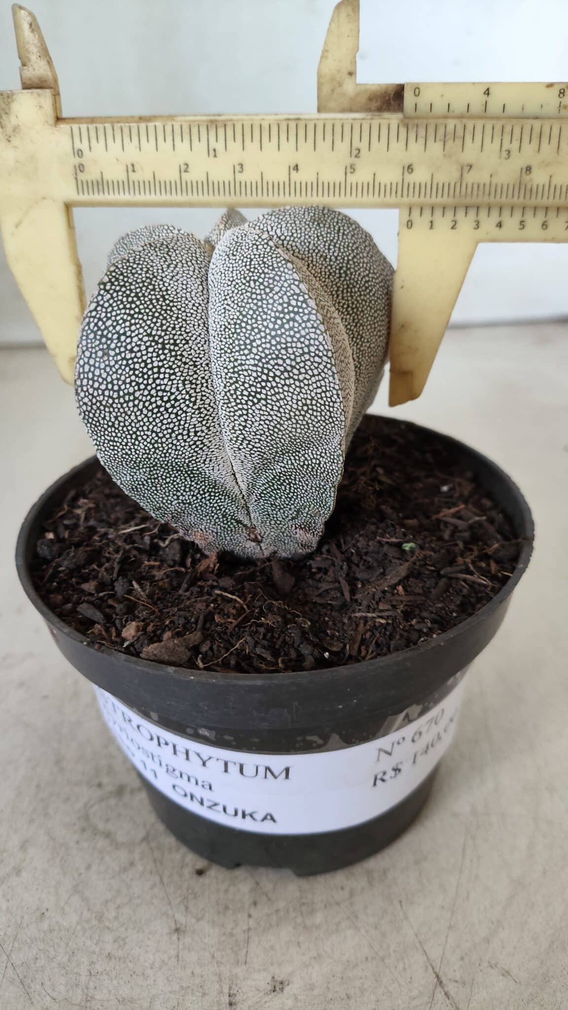 ASTROPHYTUM MYRIOSTIGMA Onzuka  Nº 670 – vaso 11