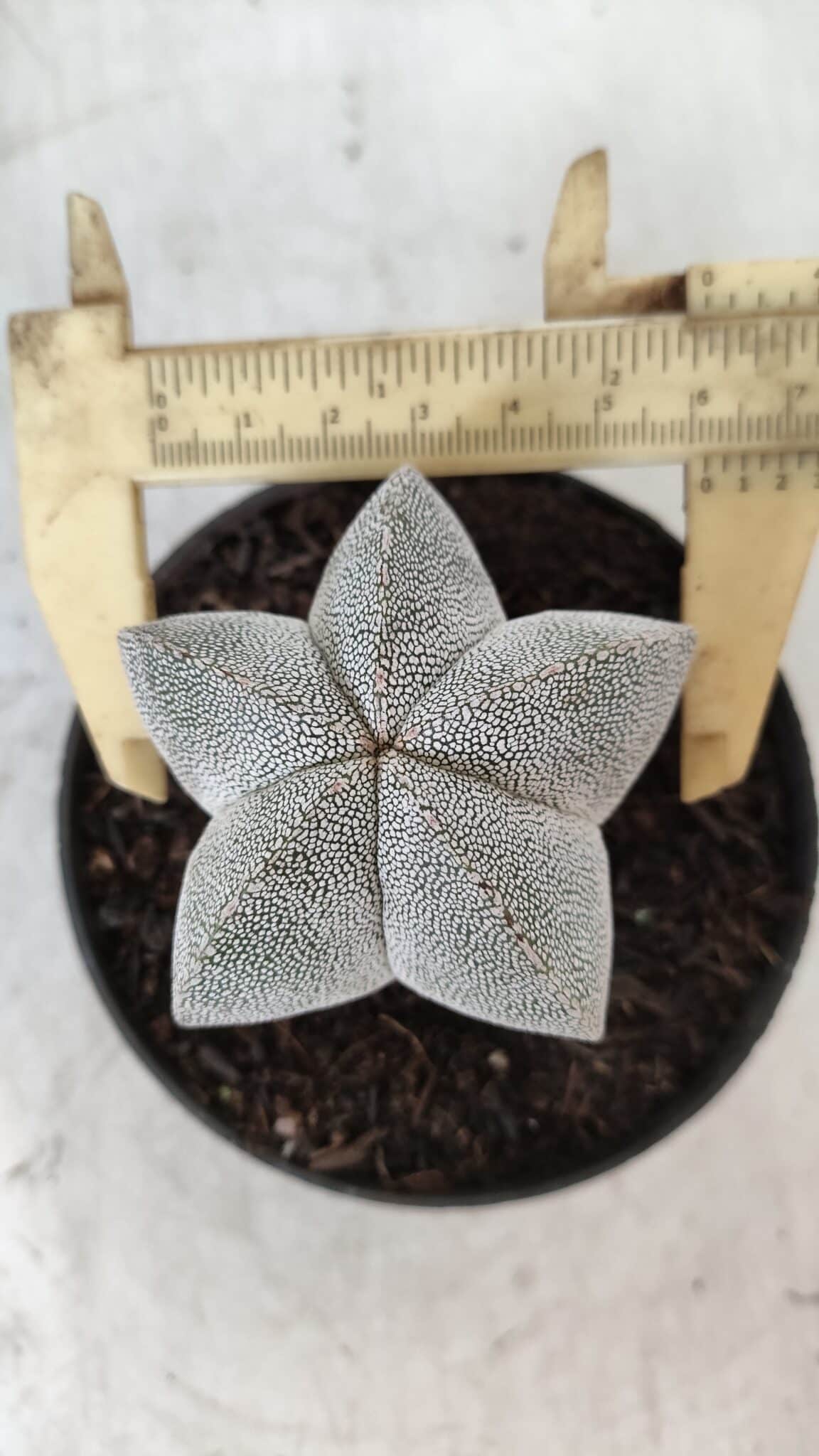 ASTROPHYTUM MYRIOSTIGMA Onzuka  Nº 670 – vaso 11