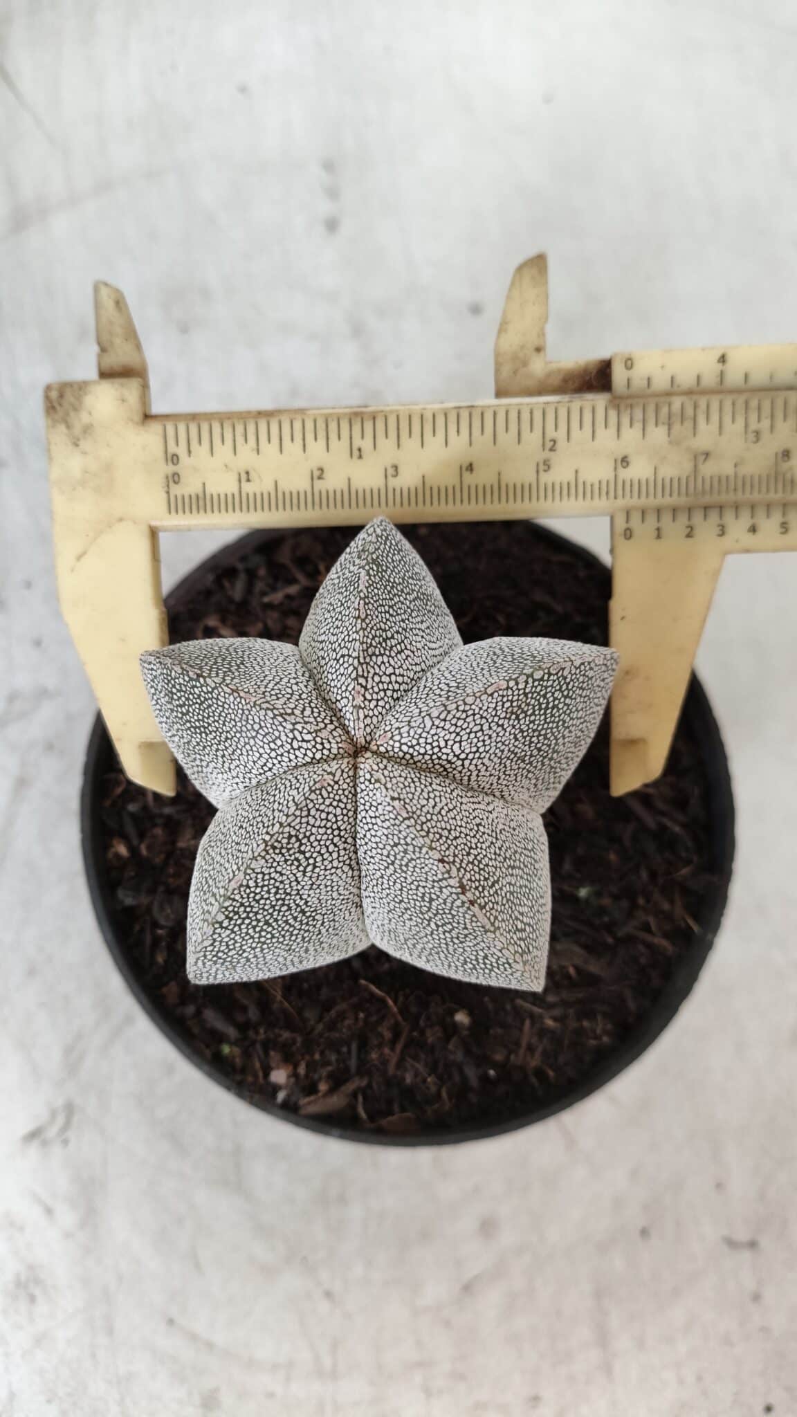 ASTROPHYTUM MYRIOSTIGMA Onzuka  Nº 670 – vaso 11