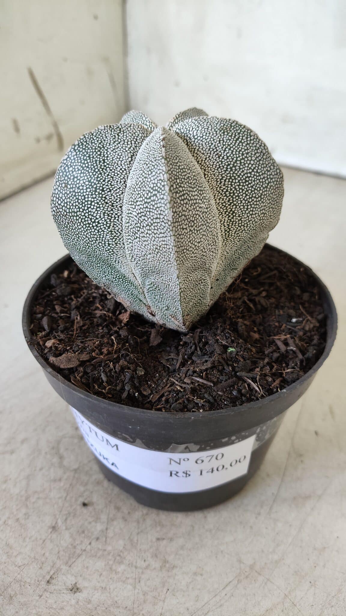 ASTROPHYTUM MYRIOSTIGMA Onzuka  Nº 670 – vaso 11