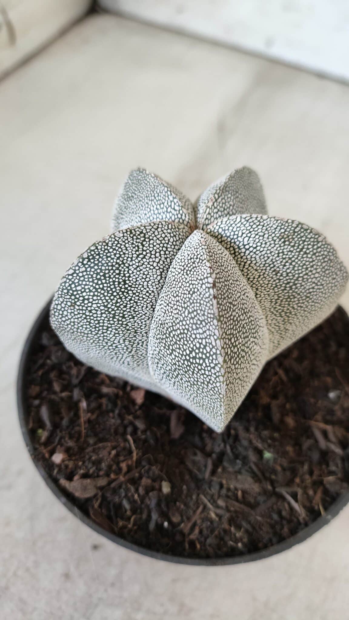 ASTROPHYTUM MYRIOSTIGMA Onzuka  Nº 670 – vaso 11