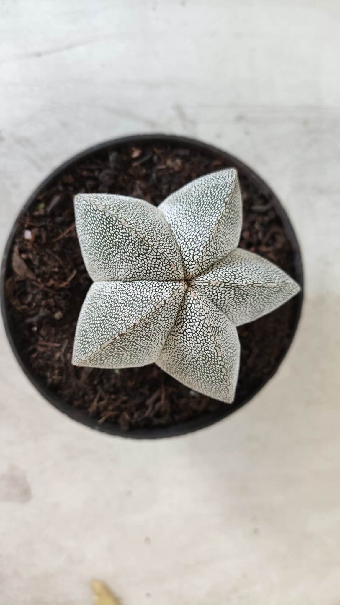 ASTROPHYTUM MYRIOSTIGMA Onzuka  Nº 670 – vaso 11