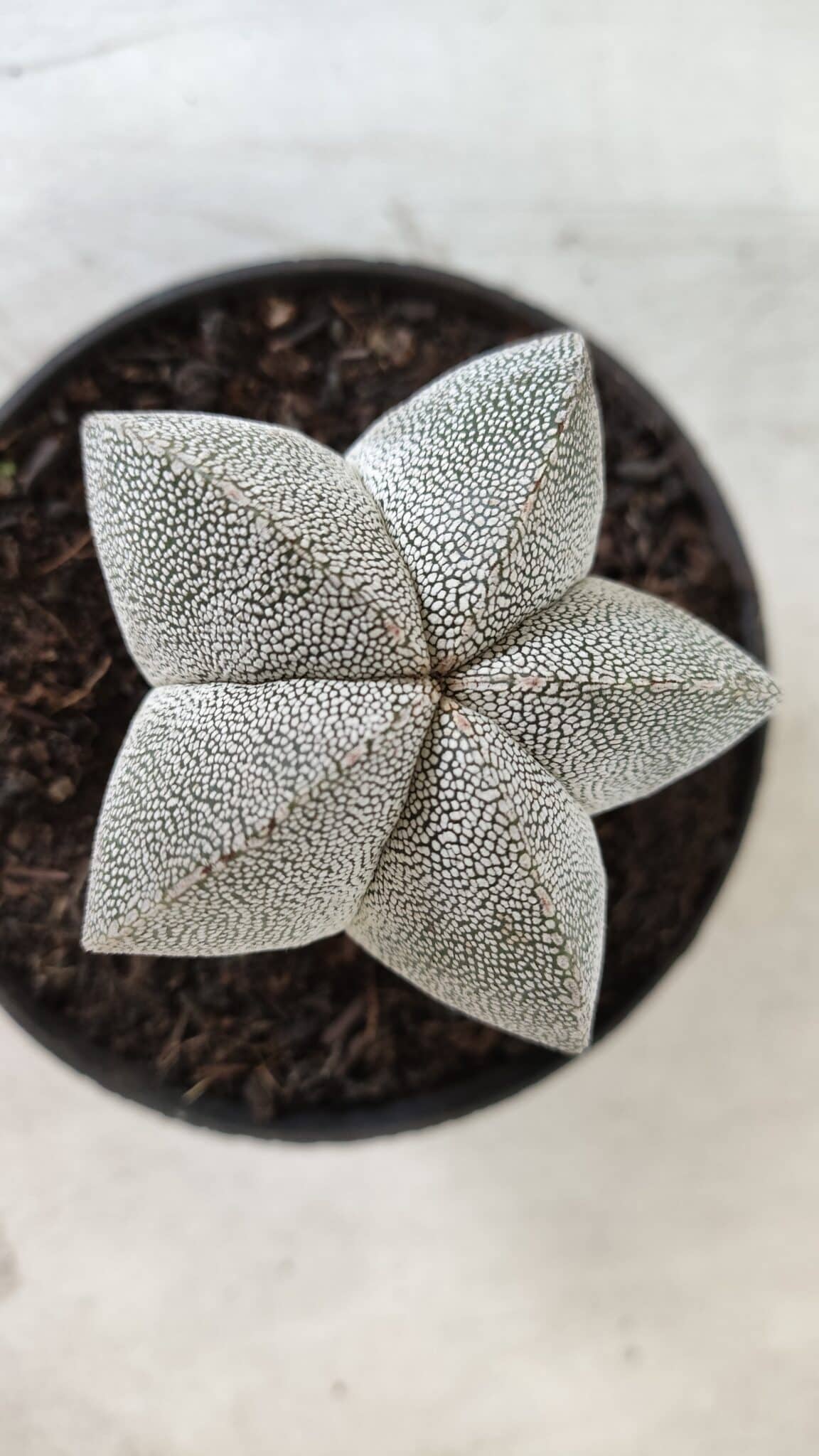 ASTROPHYTUM MYRIOSTIGMA Onzuka  Nº 670 – vaso 11