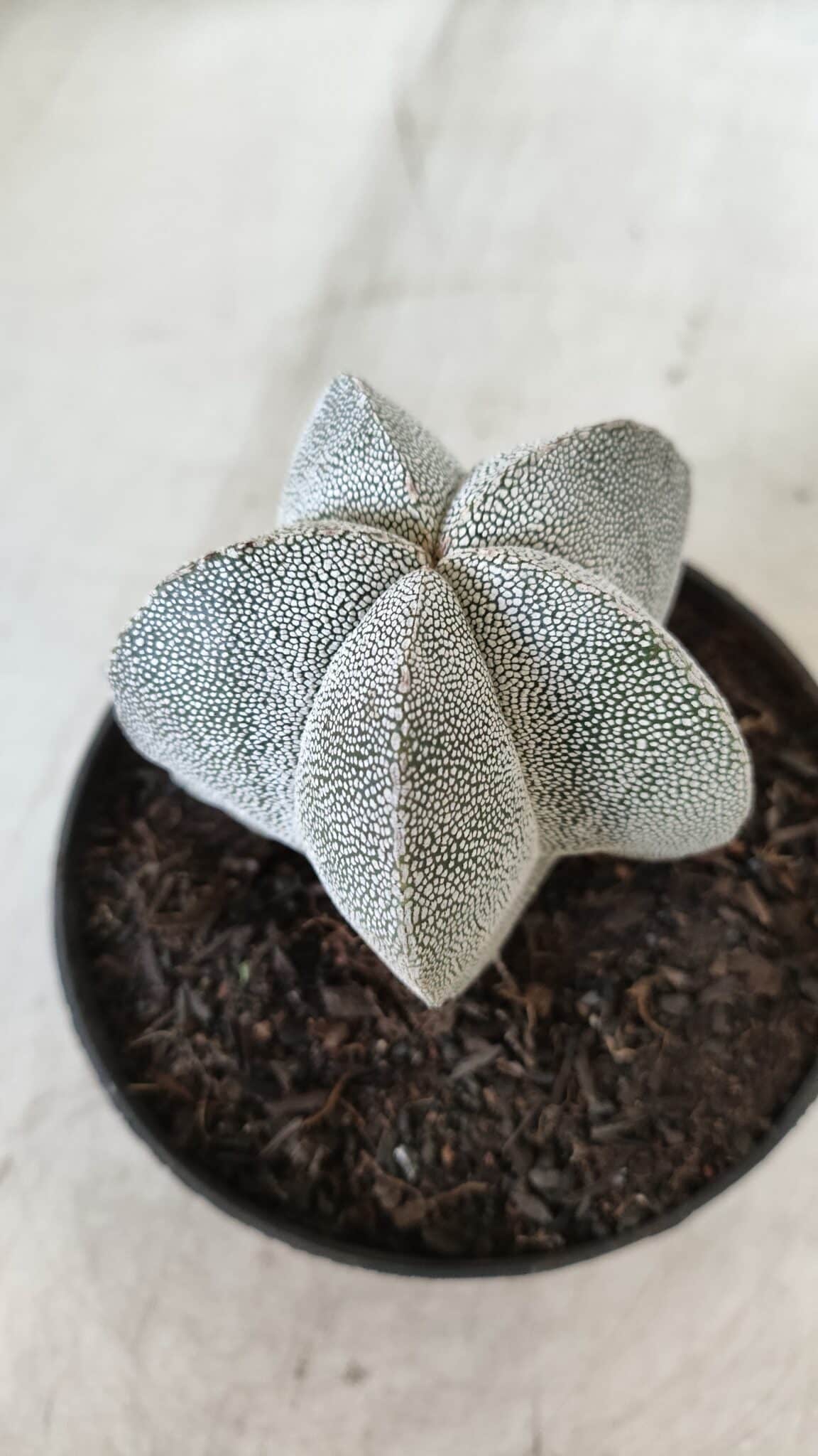 ASTROPHYTUM MYRIOSTIGMA Onzuka  Nº 670 – vaso 11