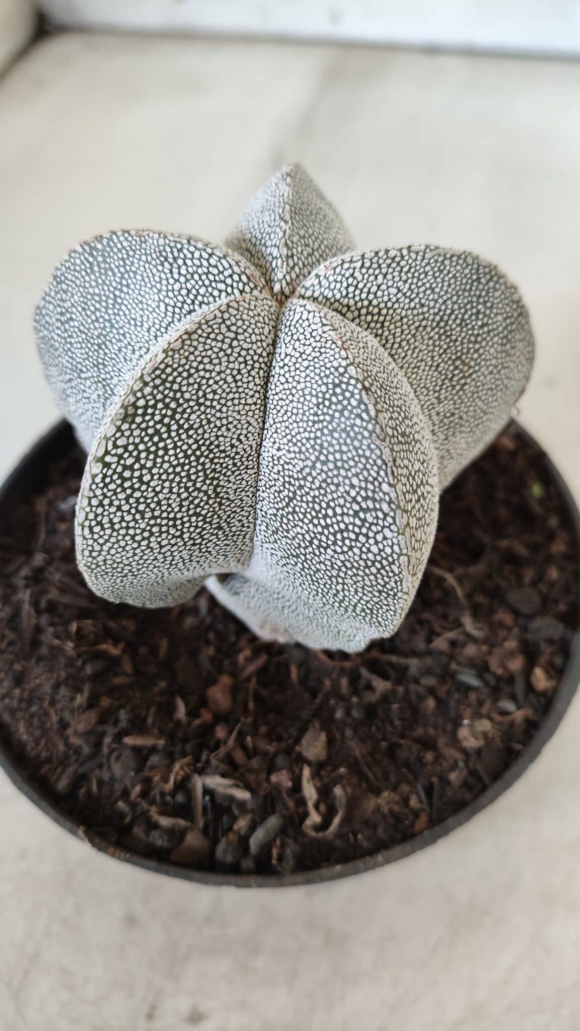 ASTROPHYTUM MYRIOSTIGMA Onzuka  Nº 670 – vaso 11