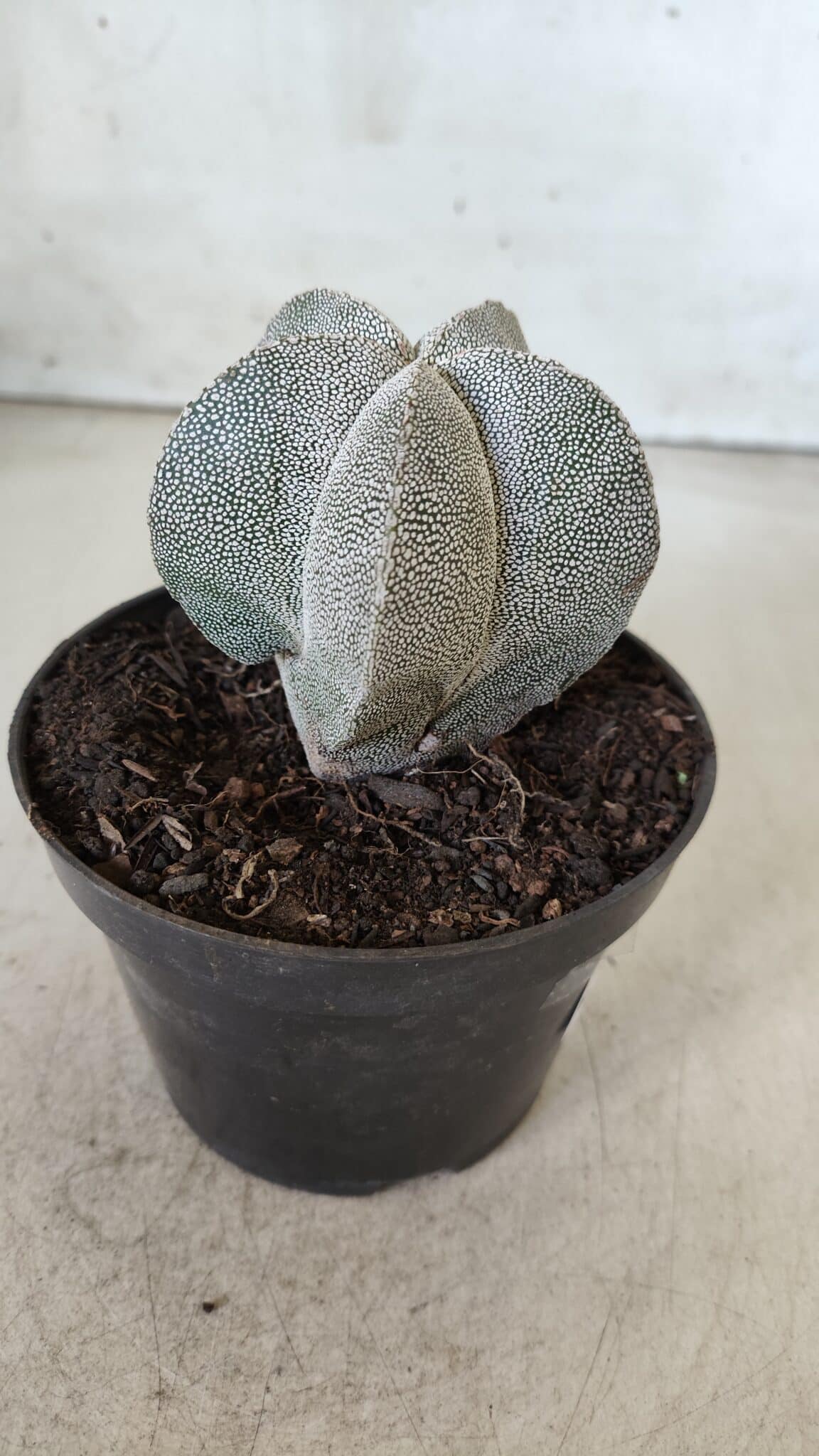ASTROPHYTUM MYRIOSTIGMA Onzuka  Nº 670 – vaso 11