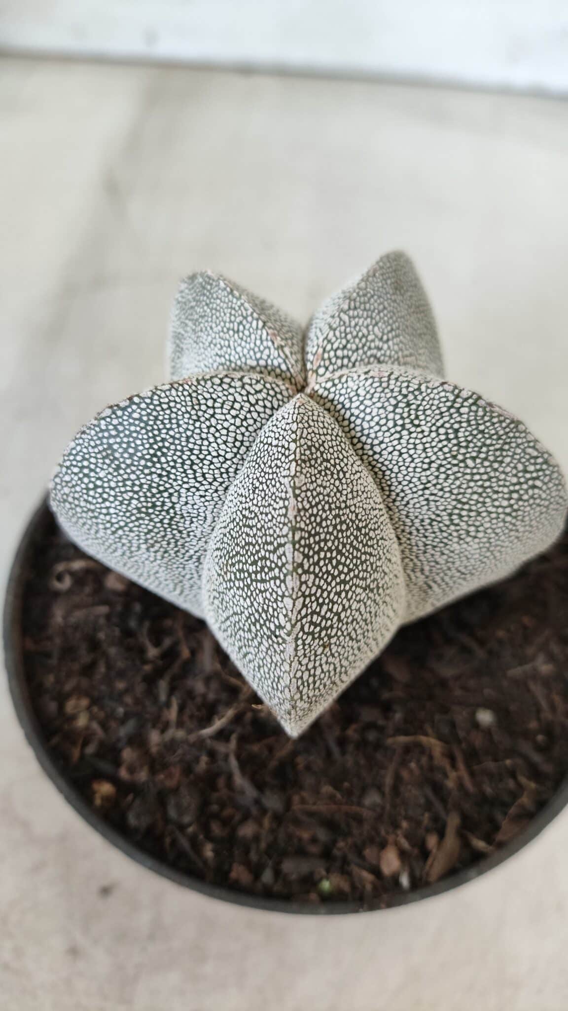 ASTROPHYTUM MYRIOSTIGMA Onzuka  Nº 670 – vaso 11