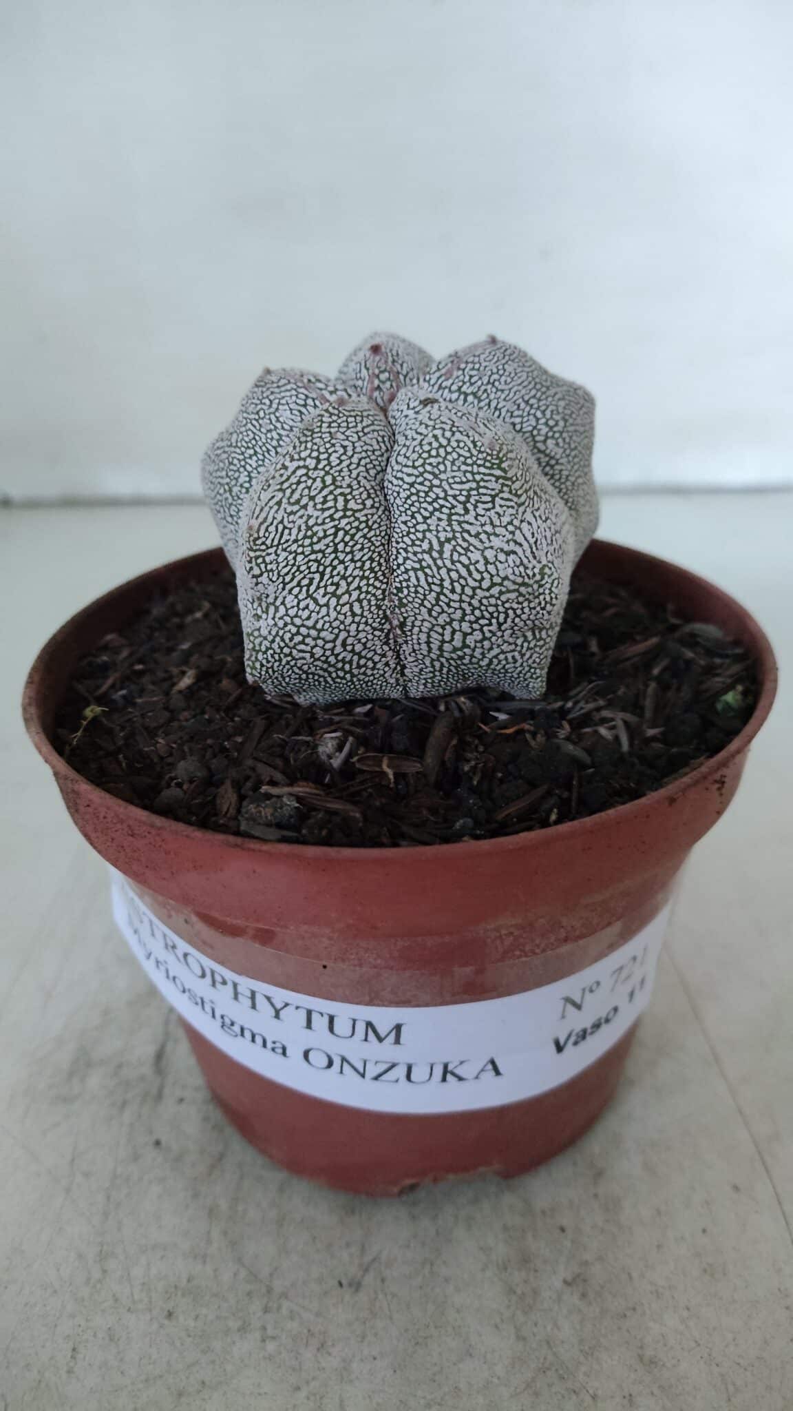 ASTROPHYTUM MYRIOSTIGMA Onzuka  Nº 721 – vaso 11