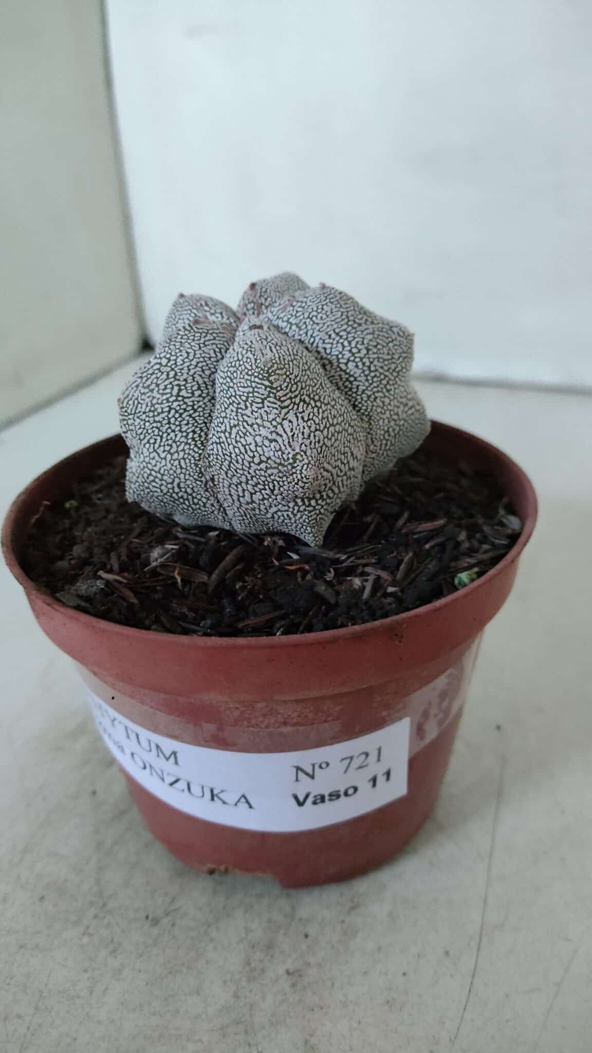 ASTROPHYTUM MYRIOSTIGMA Onzuka  Nº 721 – vaso 11