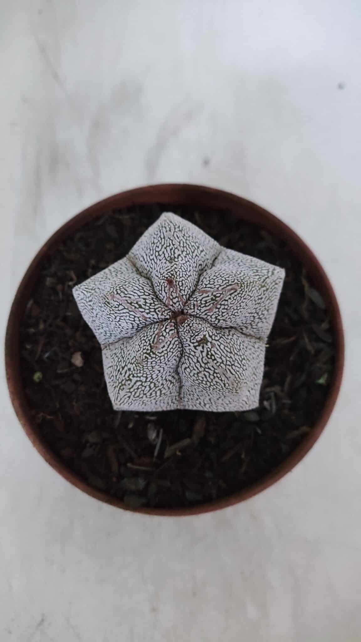 ASTROPHYTUM MYRIOSTIGMA Onzuka  Nº 721 – vaso 11
