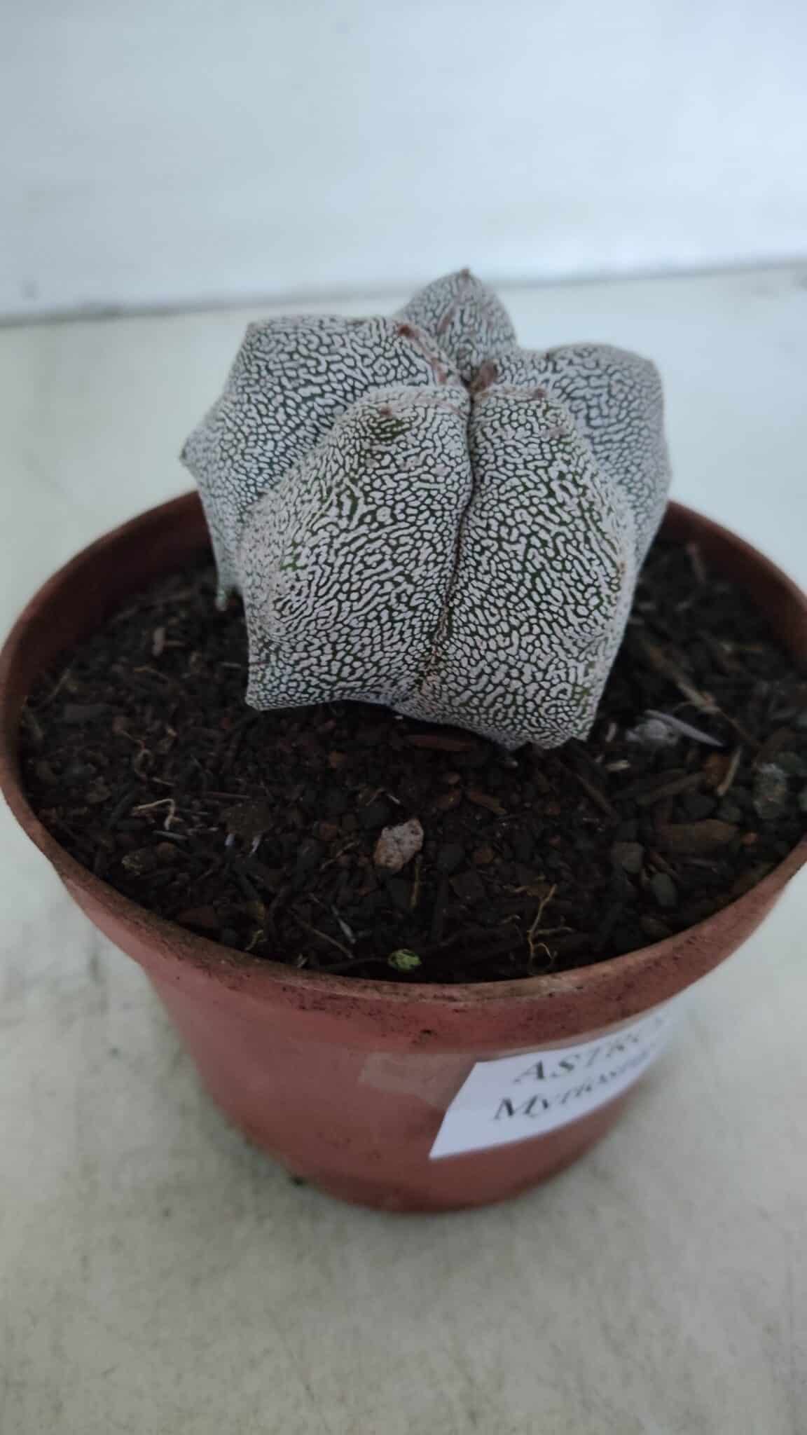 ASTROPHYTUM MYRIOSTIGMA Onzuka  Nº 721 – vaso 11