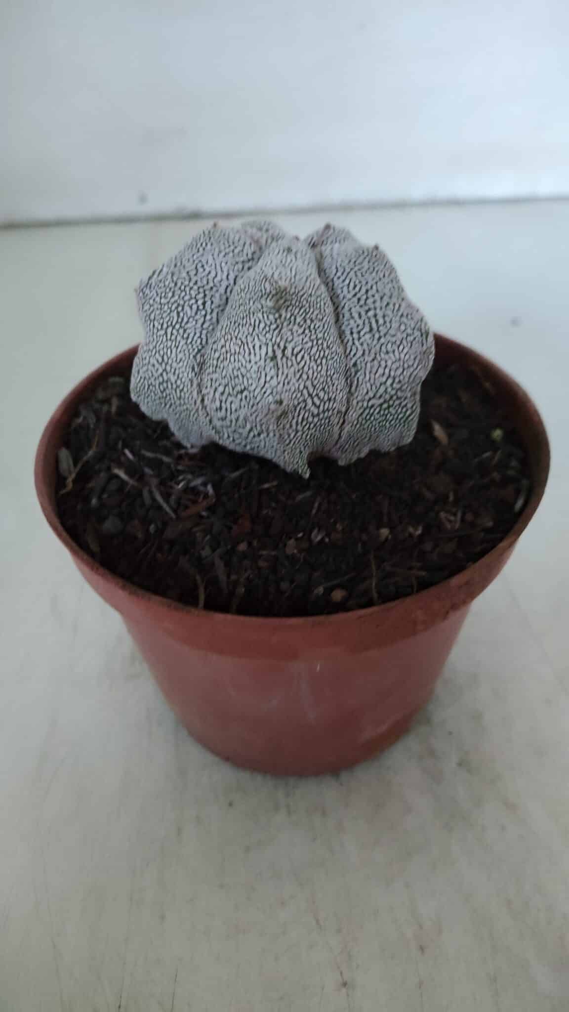 ASTROPHYTUM MYRIOSTIGMA Onzuka  Nº 721 – vaso 11
