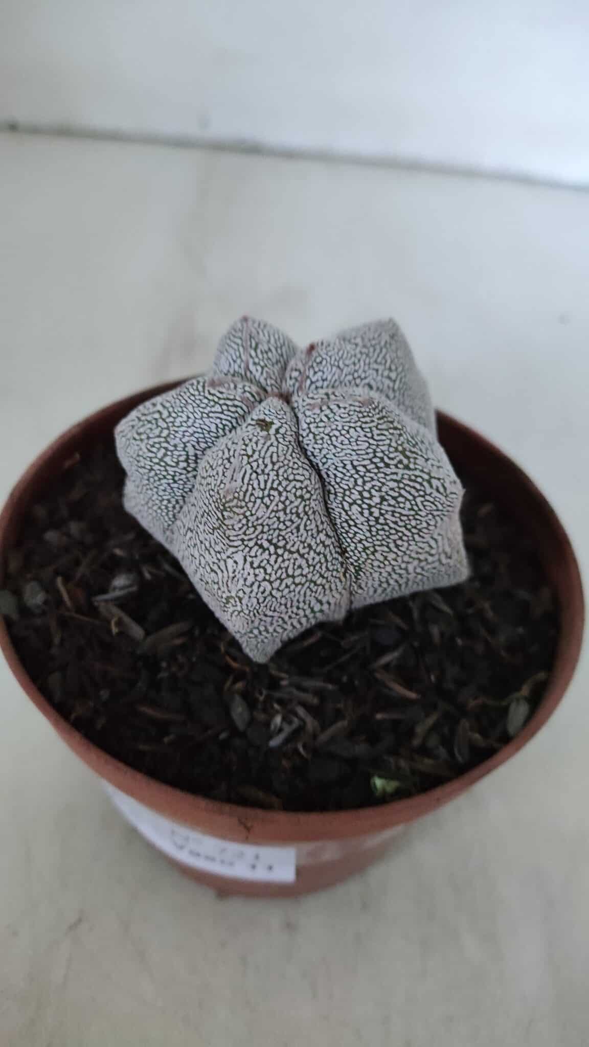 ASTROPHYTUM MYRIOSTIGMA Onzuka  Nº 721 – vaso 11