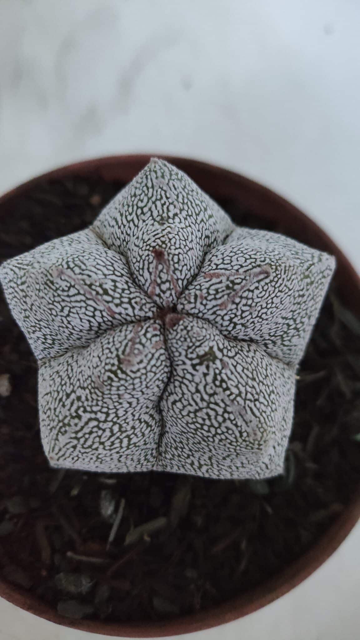 ASTROPHYTUM MYRIOSTIGMA Onzuka  Nº 721 – vaso 11