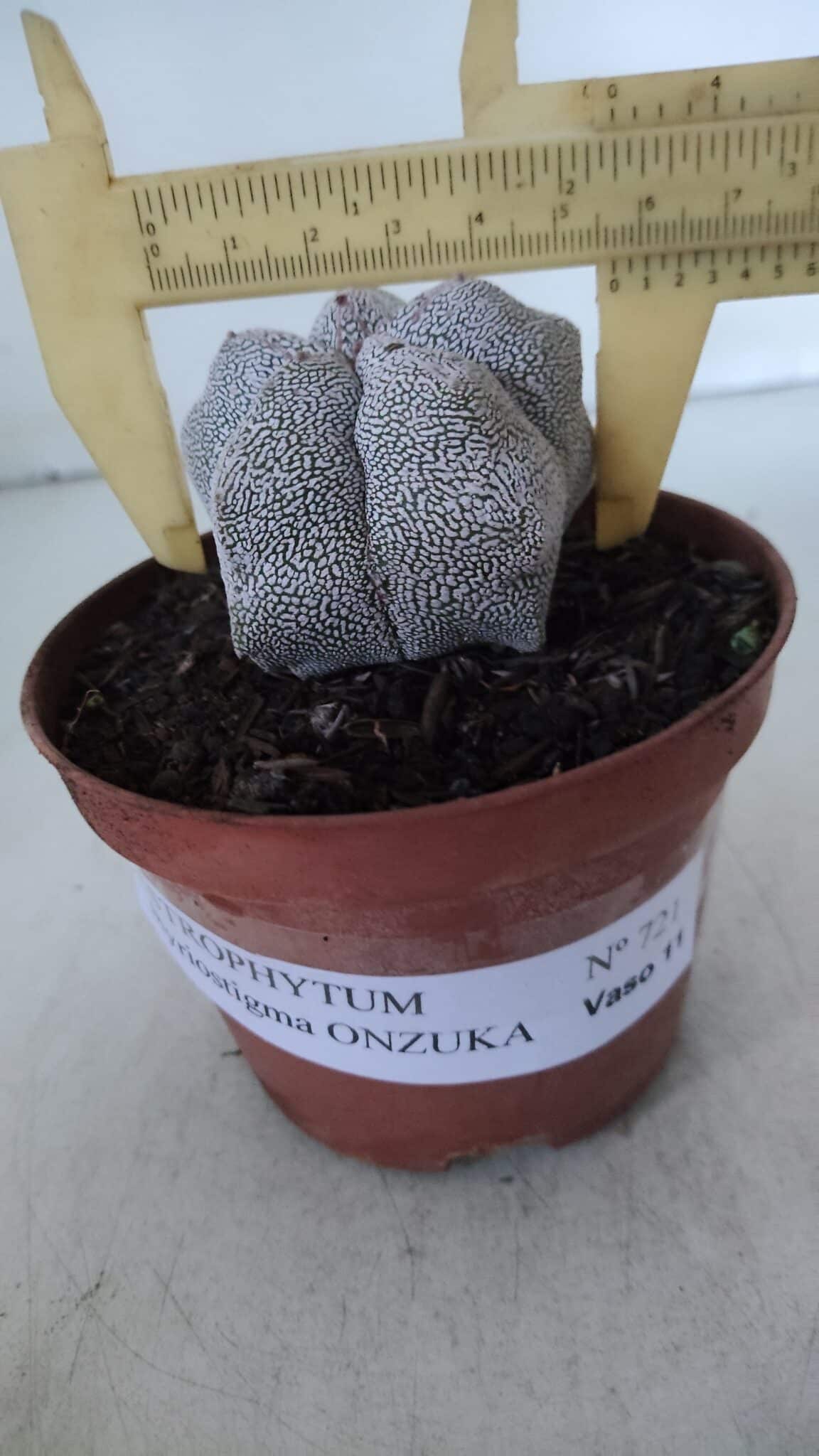 ASTROPHYTUM MYRIOSTIGMA Onzuka  Nº 721 – vaso 11