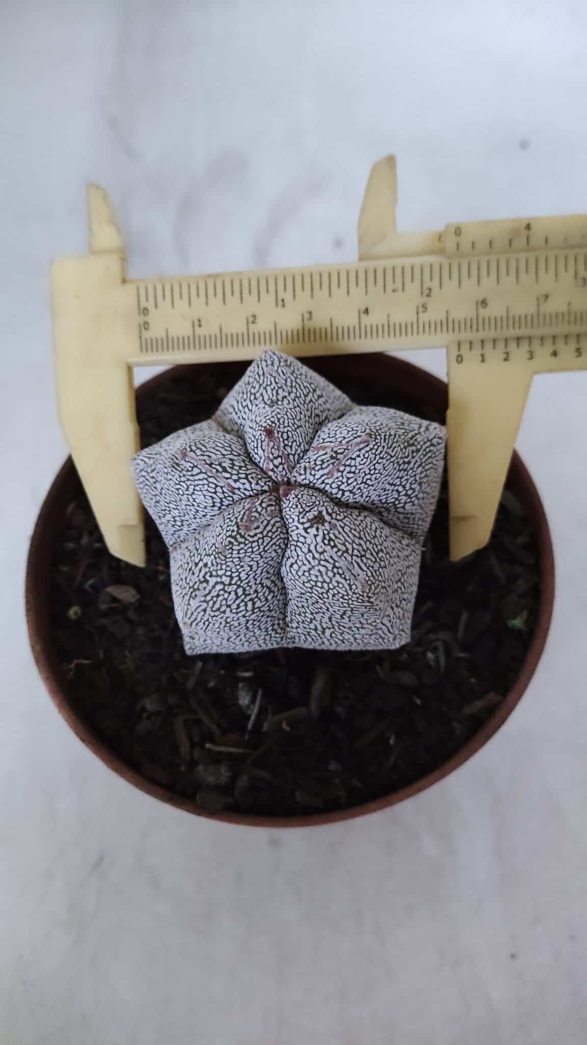 ASTROPHYTUM MYRIOSTIGMA Onzuka  Nº 721 – vaso 11