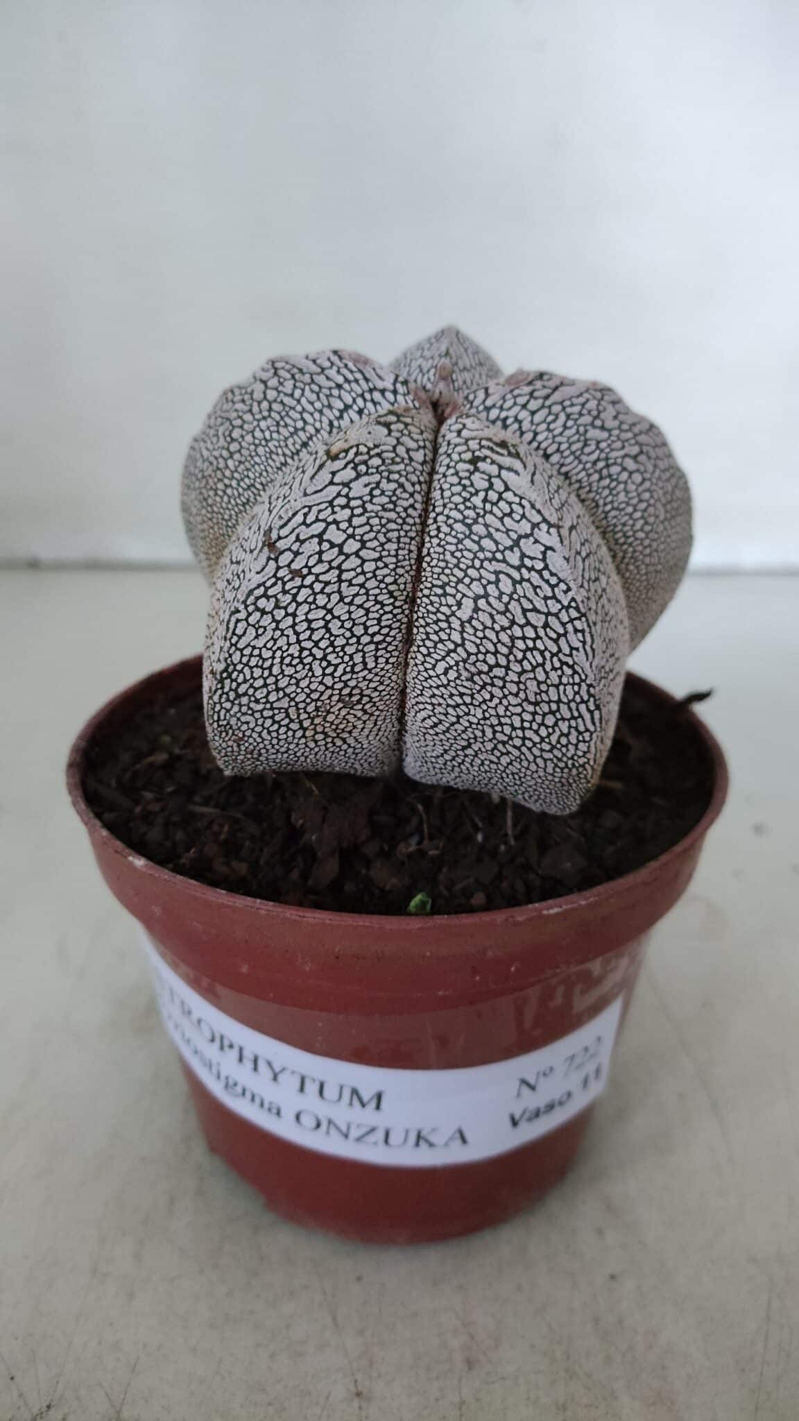 ASTROPHYTUM MYRIOSTIGMA Onzuka  Nº 722 – vaso 11